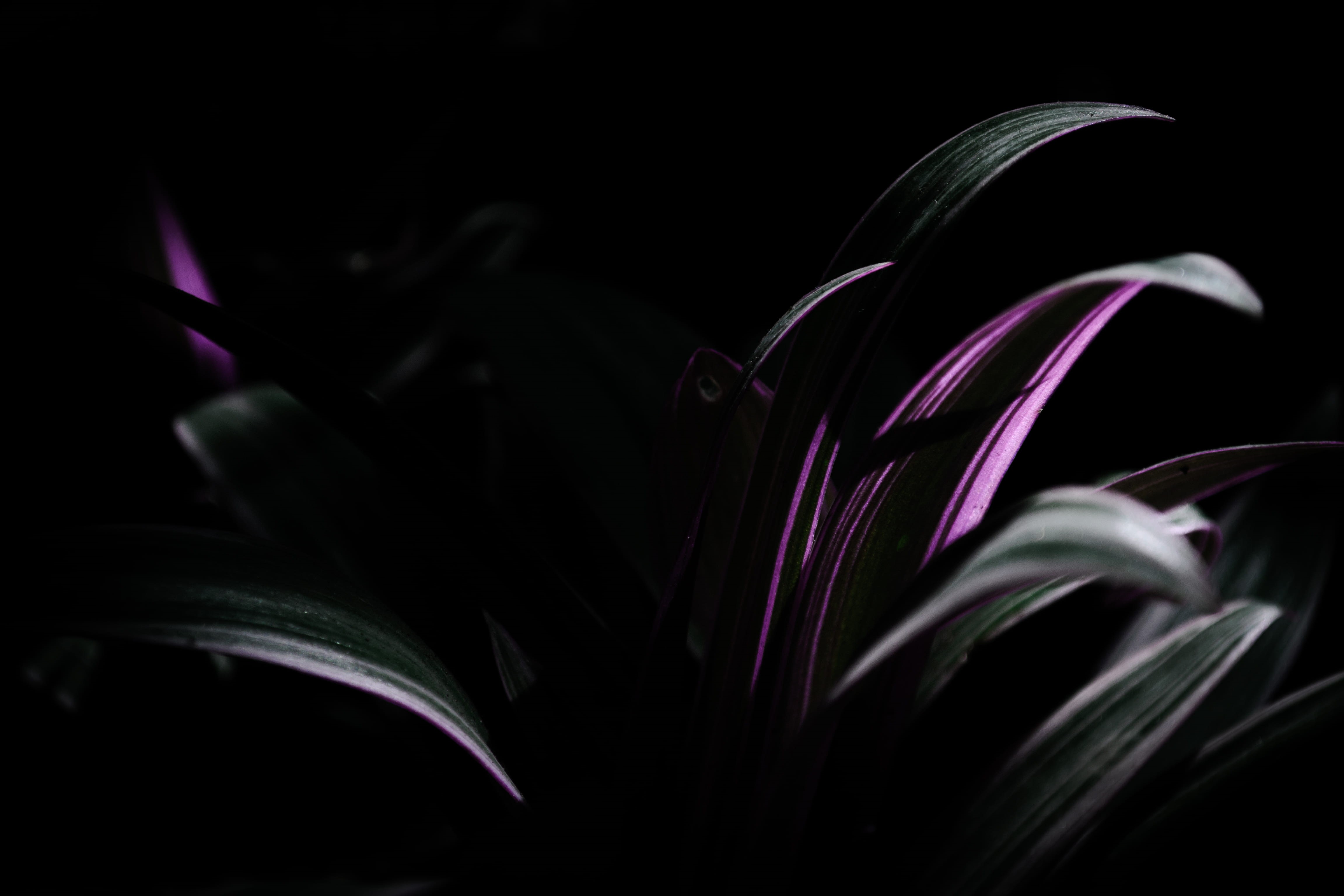 selective color, abstract, petal, plant, color photo, pink color, flower, studio shot, fragility, inflorescence, black Background, close-up, beauty in nature, HD Wallpaper