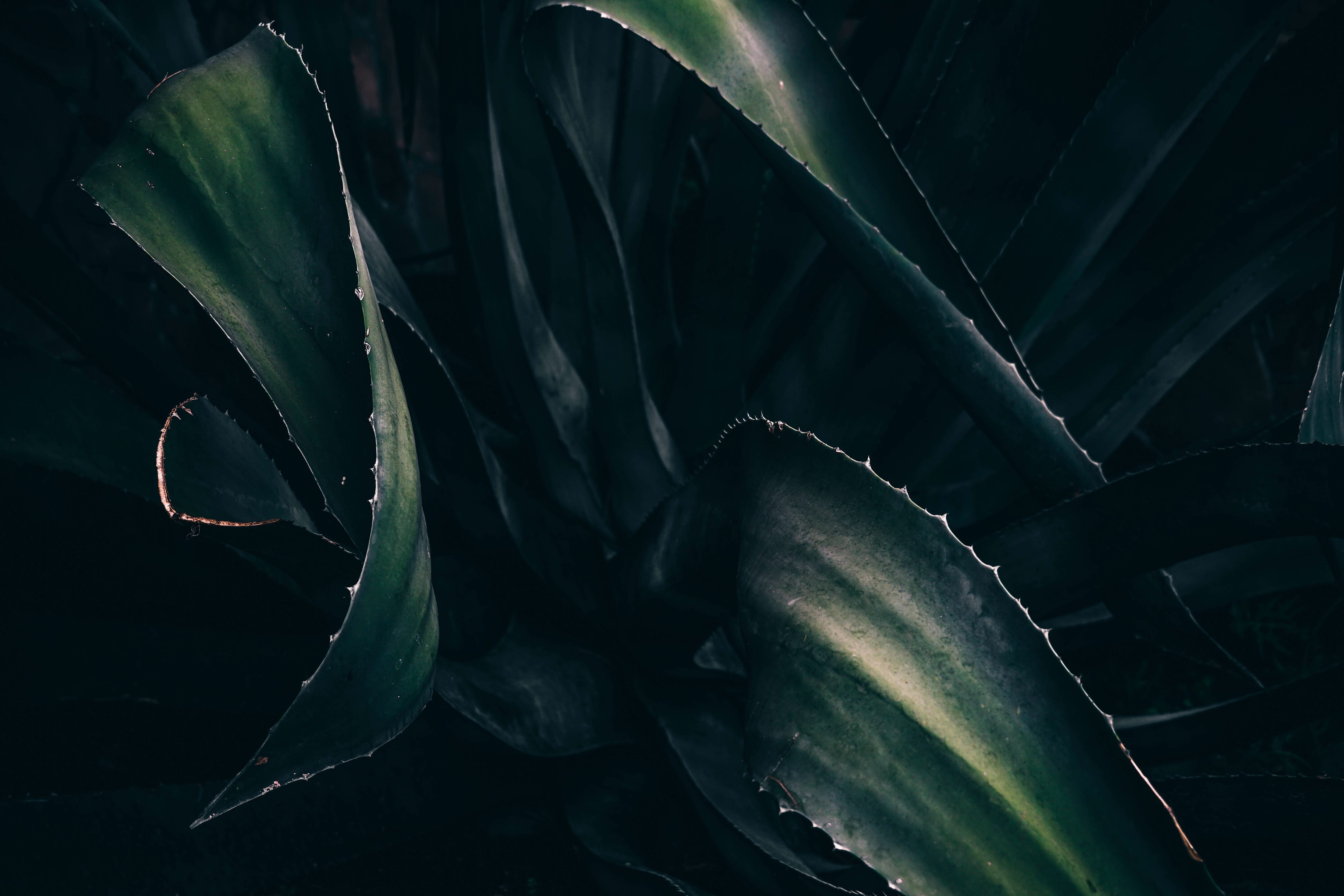 agriculture, black Color, nature, backgrounds, food and drink, beauty in nature, natural, tranquility, day, leaves, Closeup, shot, growth, green Color, HD Wallpaper