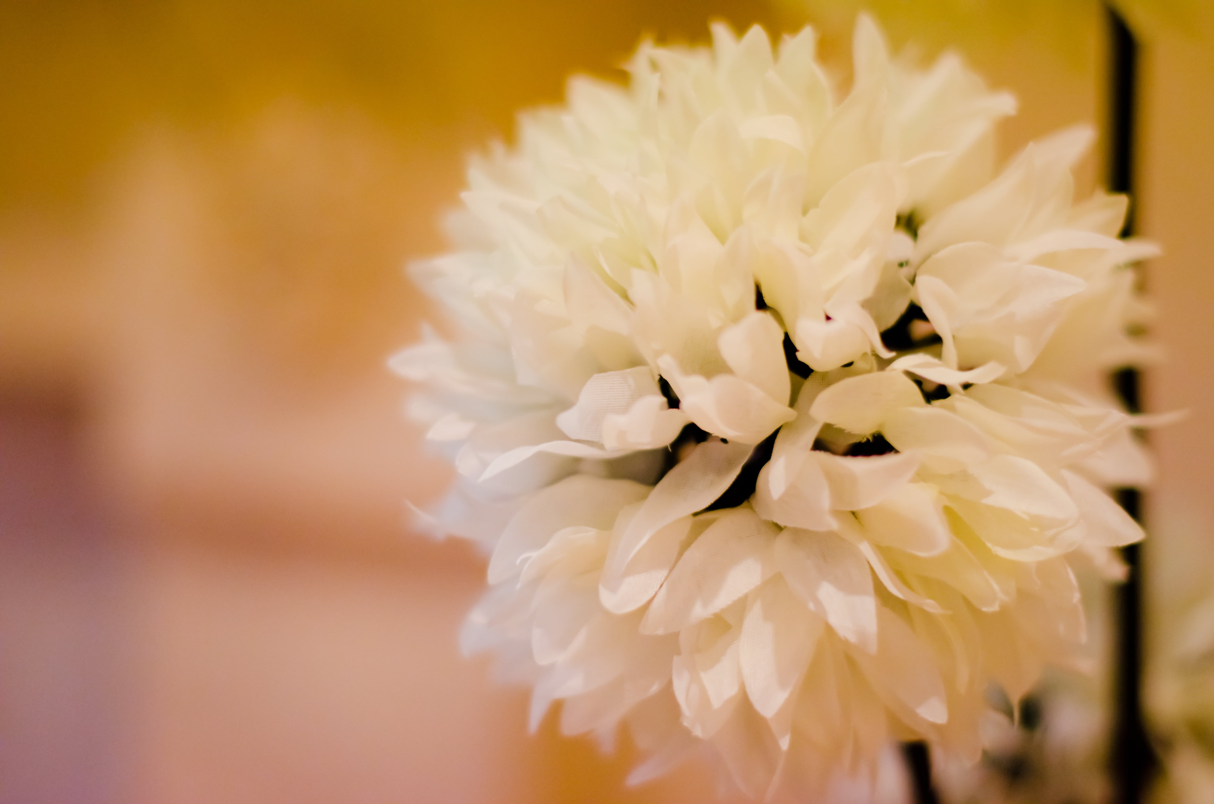 dim, white, D7000, exif, model, bokeh, Nikon, cream, nature, lens, iso_speed, 1 of 1, nikon d7000, depth of field, plant, artificial  plant, teacher, photograph, HD Wallpaper