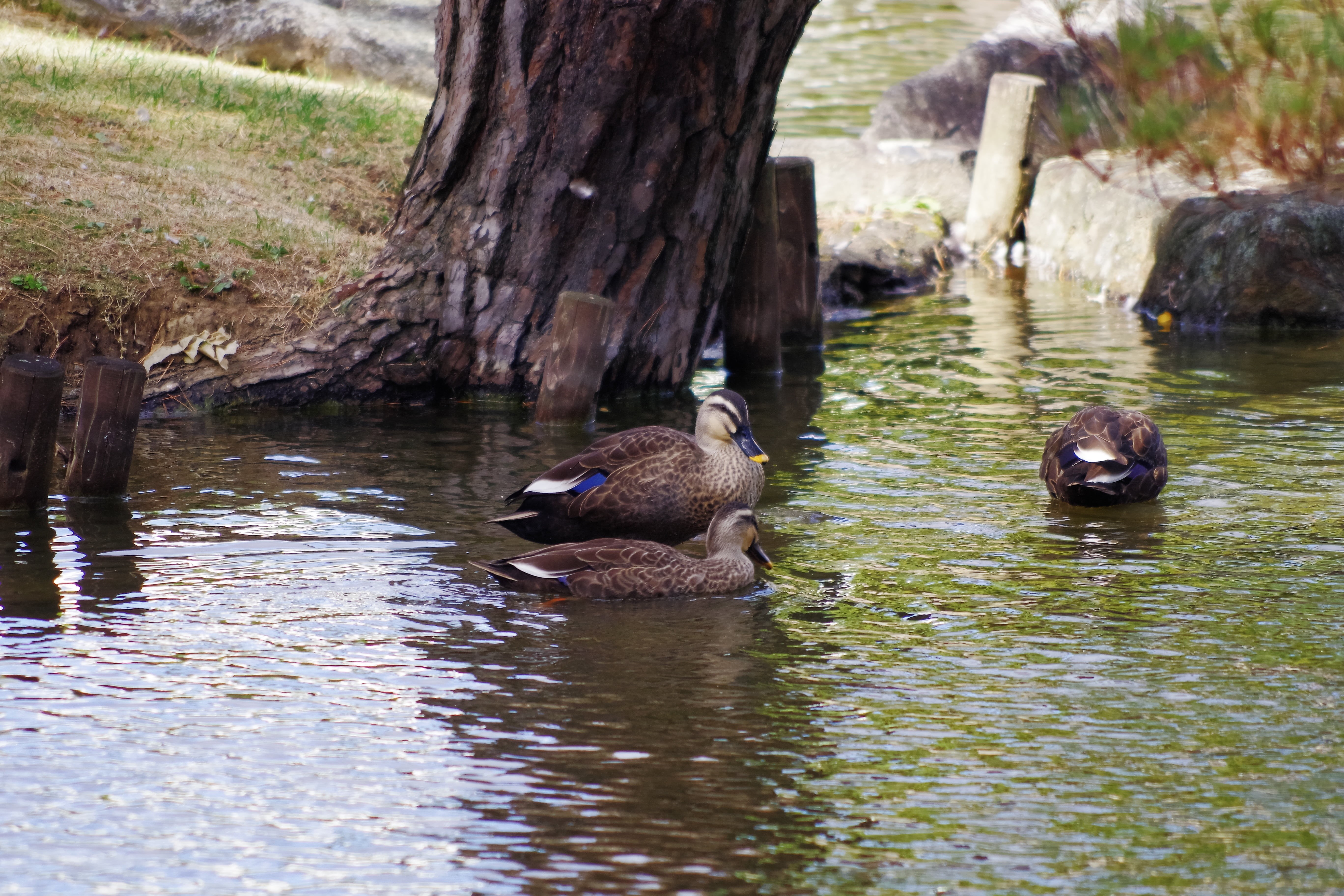 water, no people, outdoors, trunk, waterfowl, mallard duck, reflection, moire, cute, nature, duck, animal themes, light, vertebrate, swimming, forest, day, HD Wallpaper