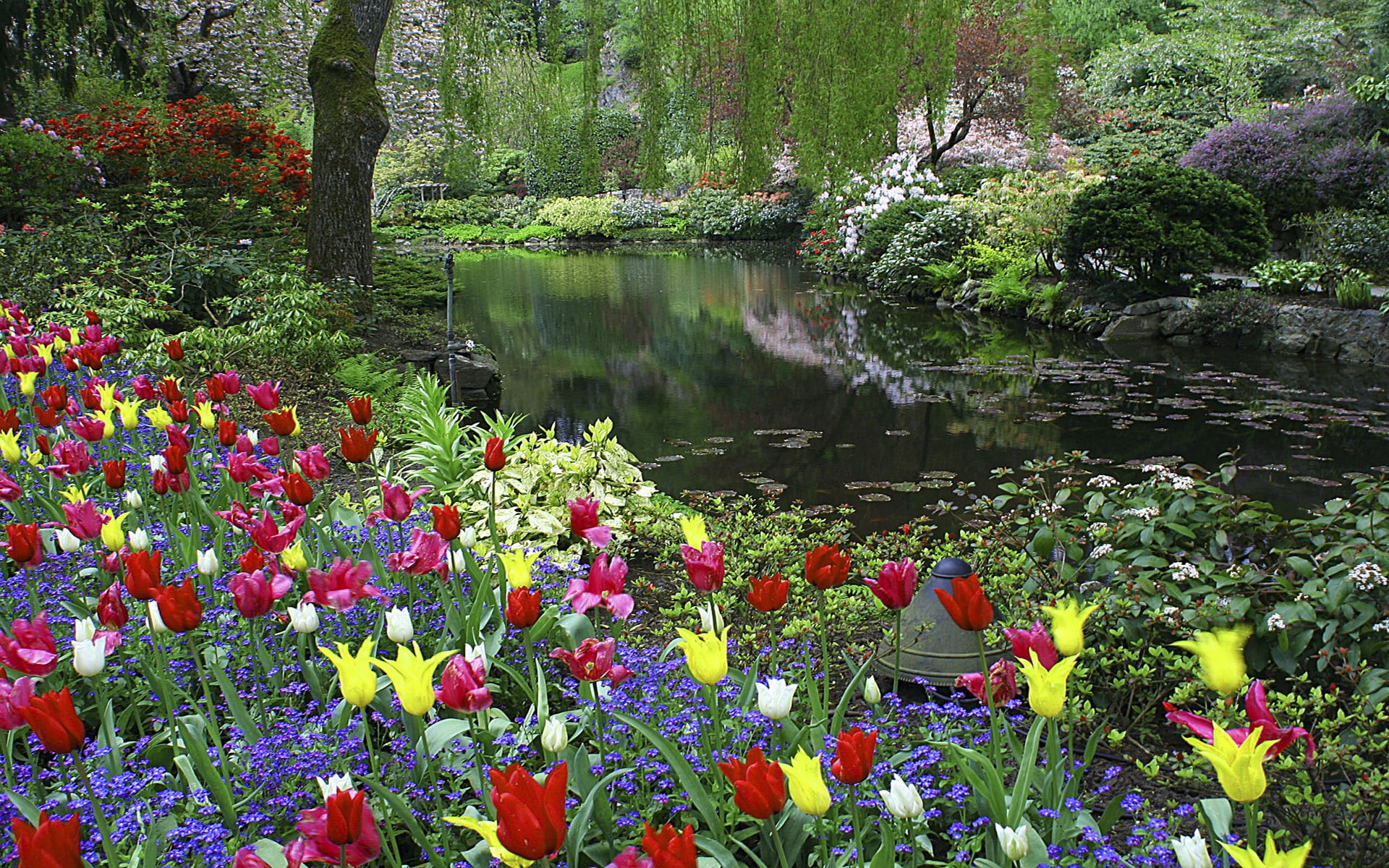 canada, british, vancouver, island, colors, columbia, tulips, 1080P, hd, butchart, gardens, HD Wallpaper