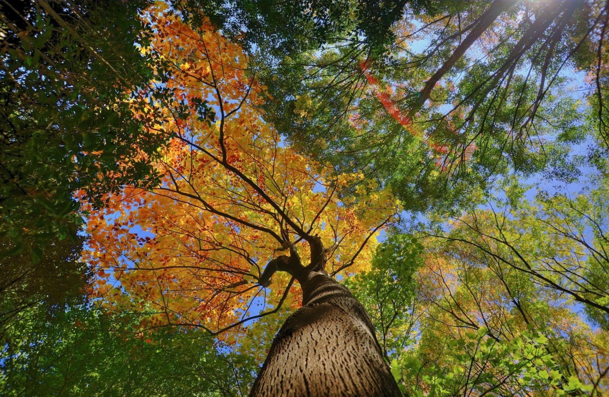 leisure activity, branch, tree canopy, outdoors, plant, green color, Tree, 5dmarkii, Fall, canon, low angle view, scenics - nature, Forest, Japan, ultrawide, HD Wallpaper