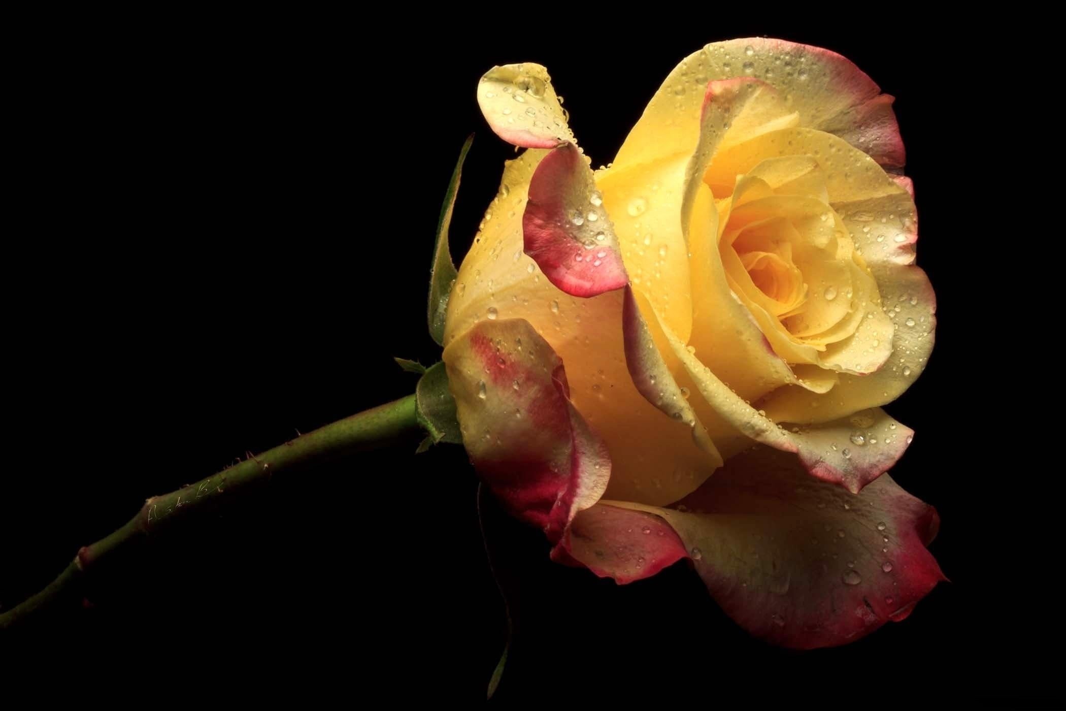 single Flower, blossom, freshness, drop, loneliness, studio shot, nature, black Background, flower Head, isolated On Black, growth, pink Color, rose - Flower, HD Wallpaper