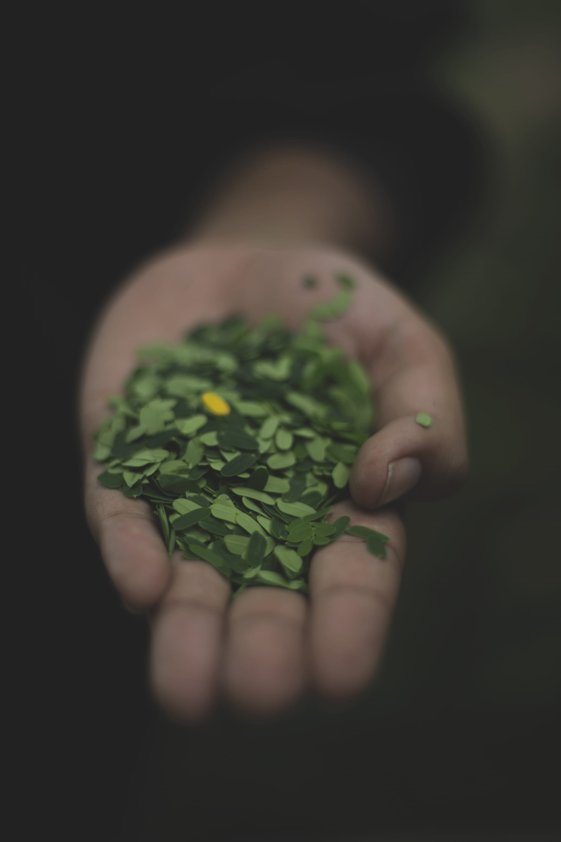 human finger, freshness, 2K, small, close-up, clover, leaves, green Color, body part, hands cupped, people, selective focus, human body part, black background, Phone HD Wallpaper