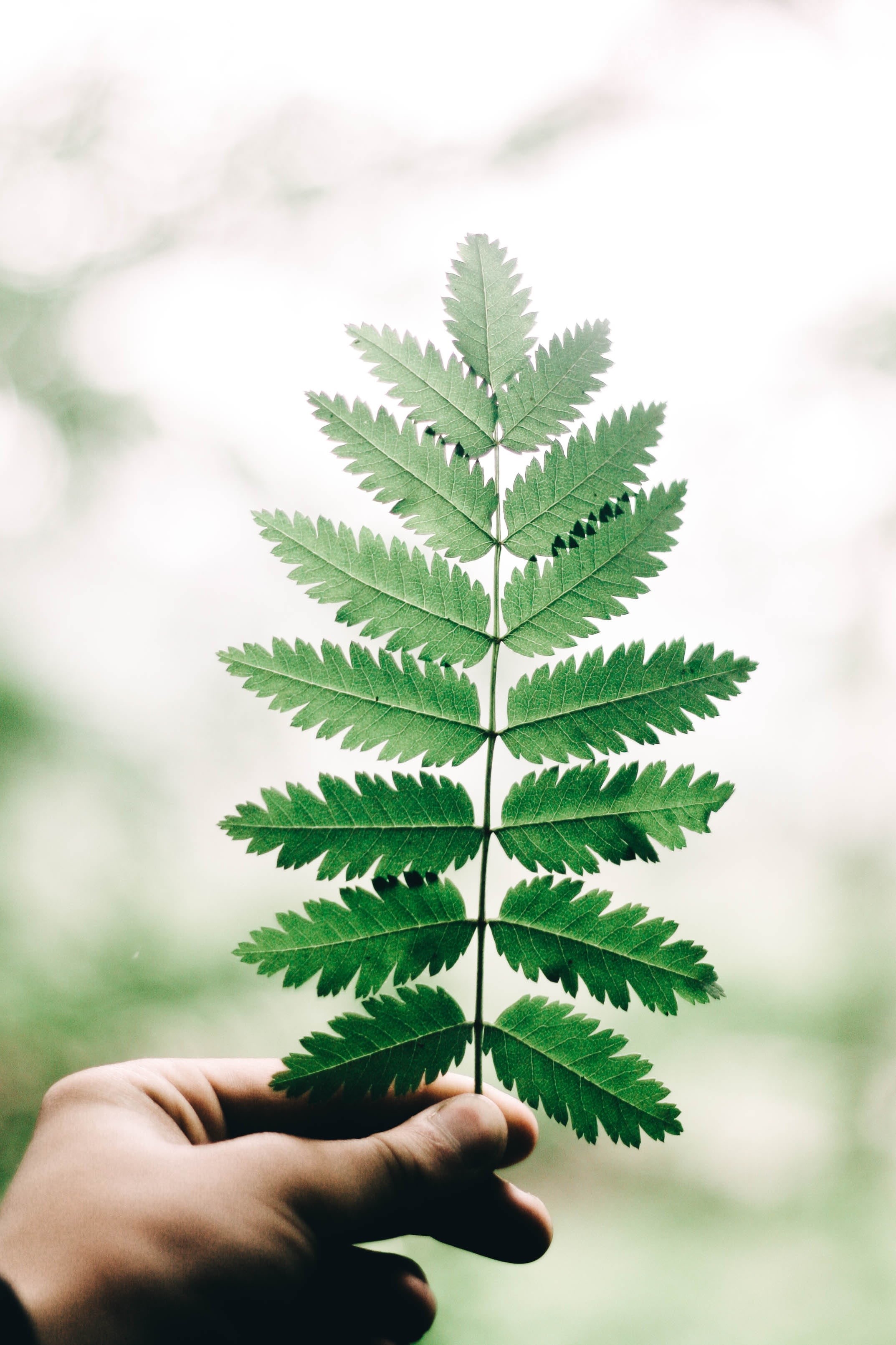 nature, leaf, human limb, plant, tree, finger, outdoors, green, environment, focus on foreground, human Hand, human body part, unrecognizable person, one Person, Phone HD Wallpaper