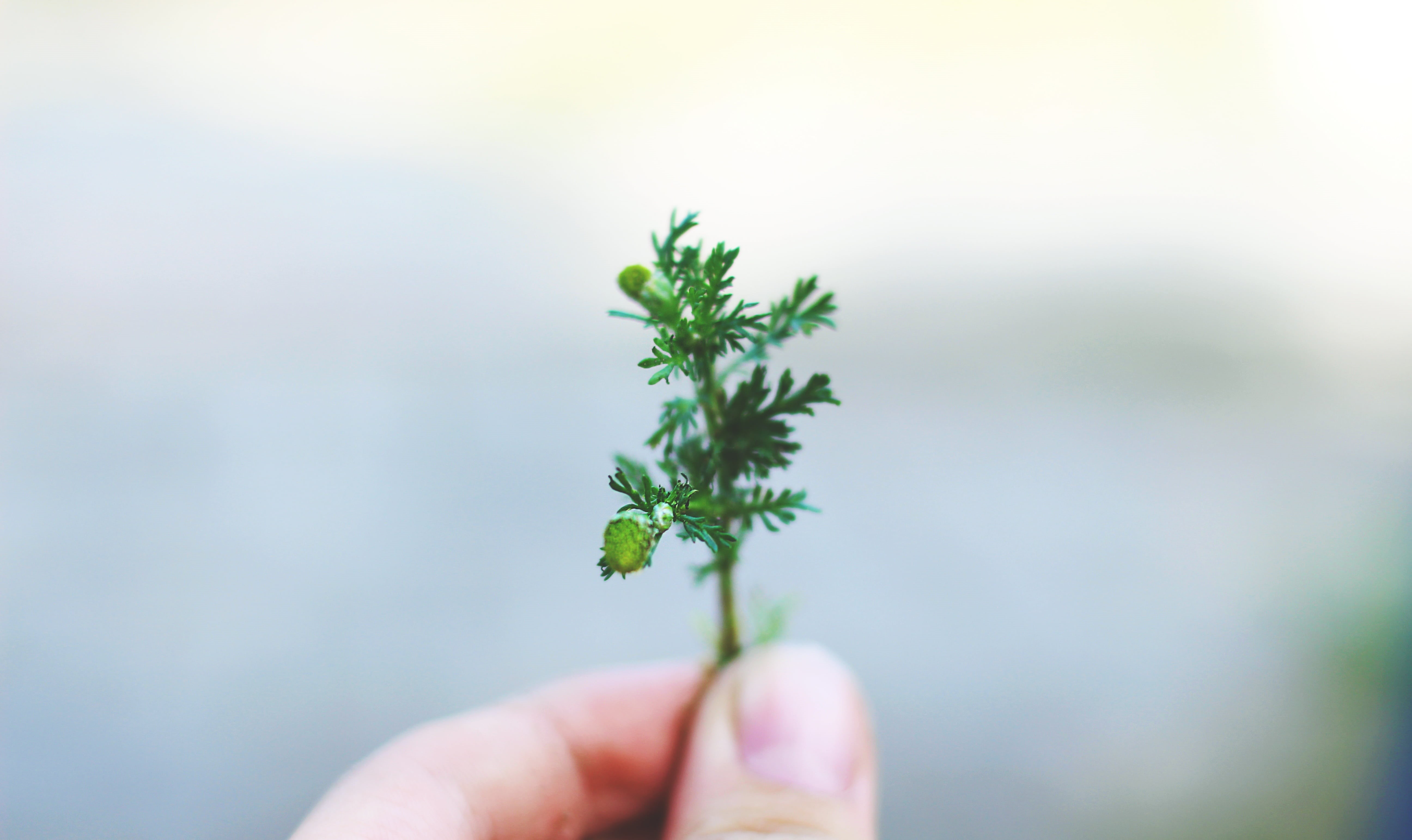 body part, close-up, 5K, green, blur, human body part, adult, human finger, care, one man only, small, plant part, herb, nature, vulnerability, finger, HD Wallpaper