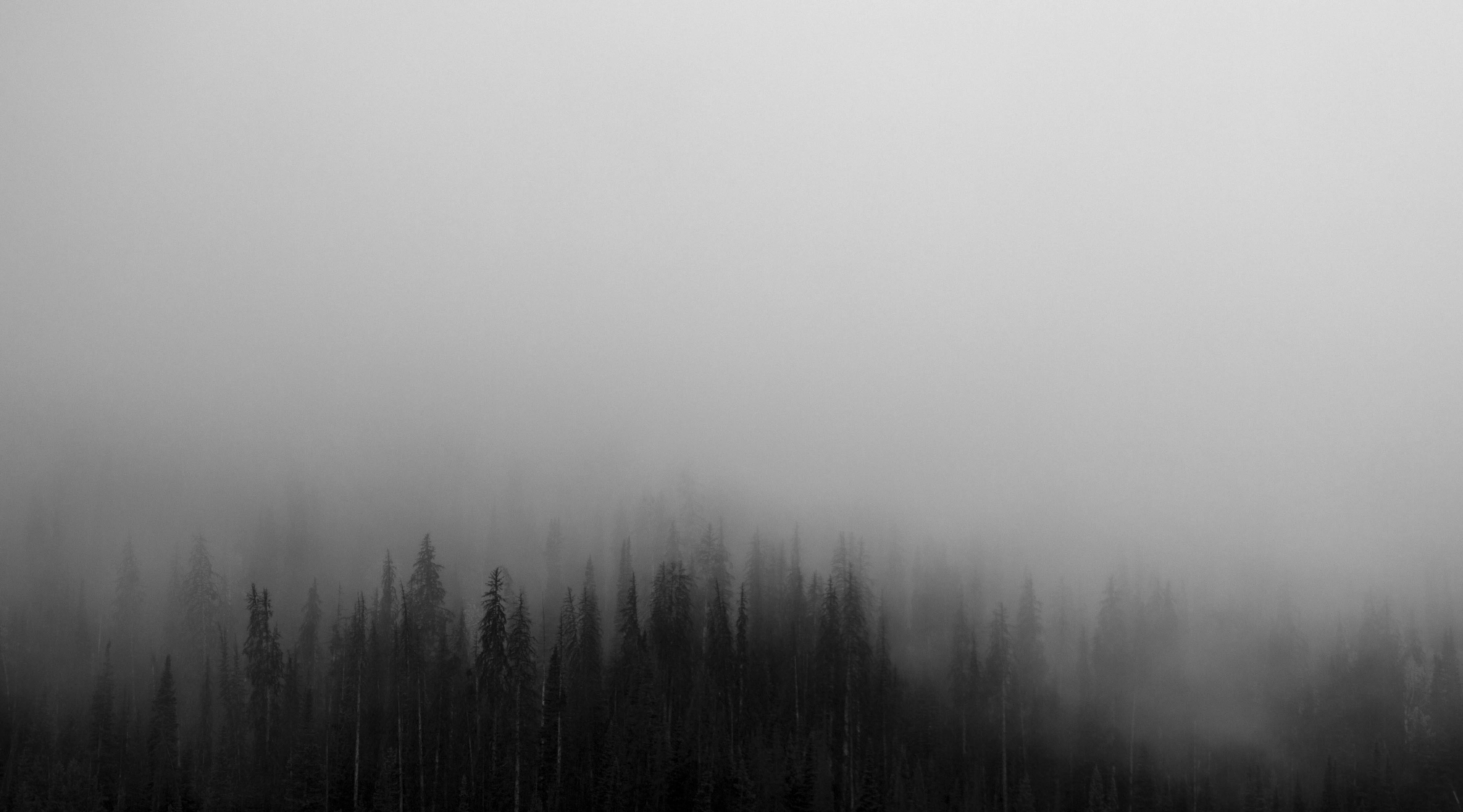 land, tree, woodland, moody, environment, 4K, dark, abstract, painting, beauty in nature, landscape, pine tree, nature, mist, smog, wood, fog, spooky, HD Wallpaper