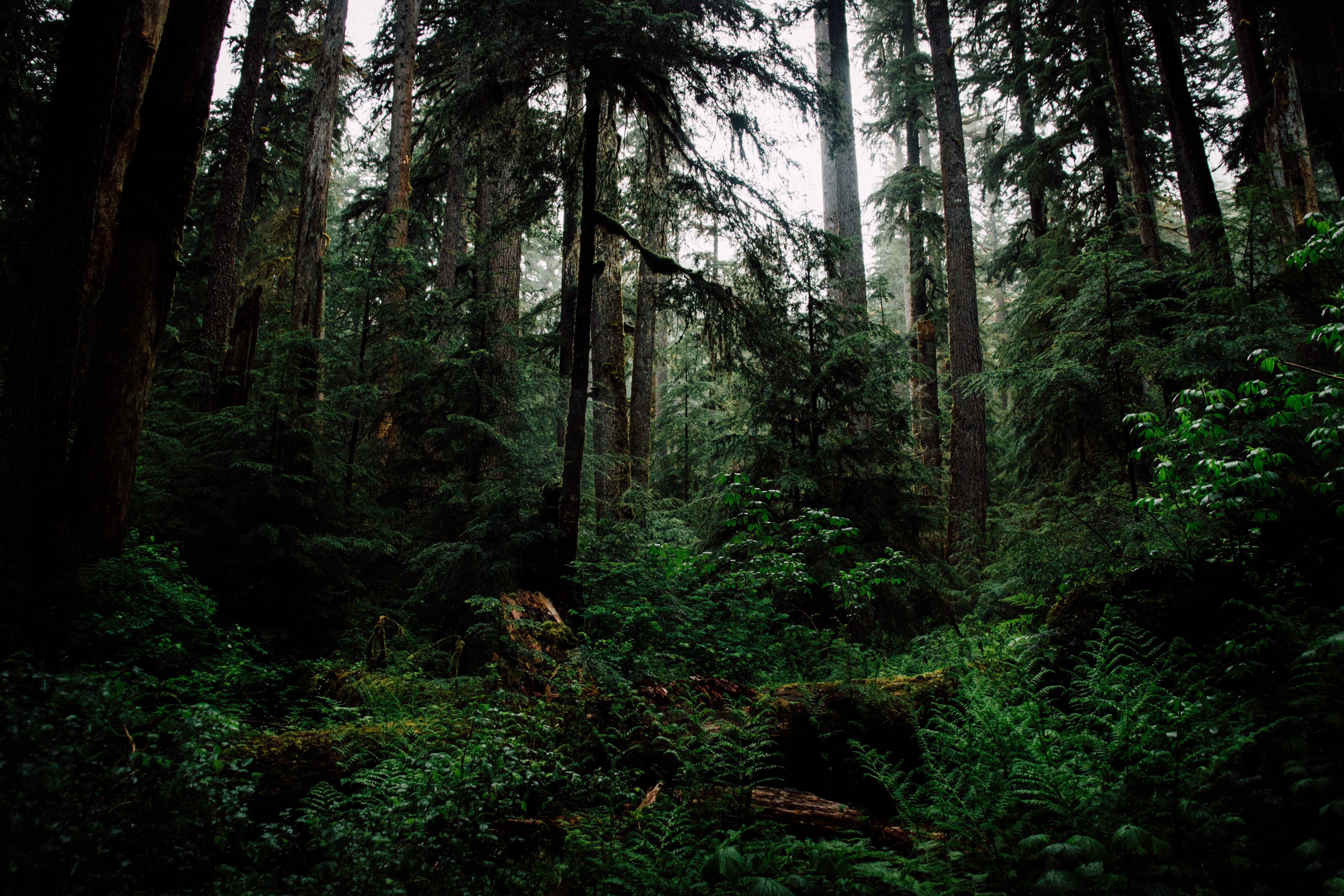 land, lush foliage, tree, beauty in nature, outdoors, fog, tree trunk, 5K, growth, foliage, trees, green color, pacific northwest, olympic national park, HD Wallpaper