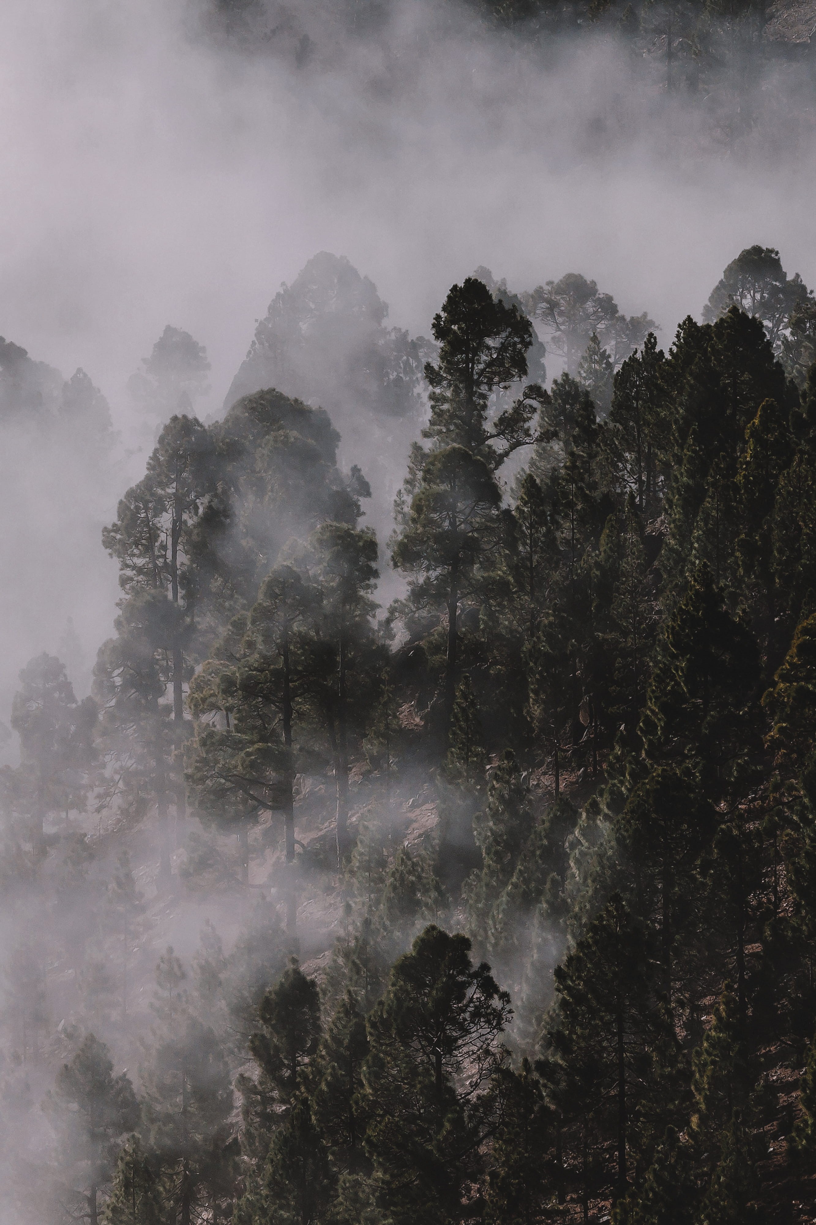 outdoor, foggy, cloud - Sky, trees, mountain Peak, wood, green Color, landscape, mist, forest, hill, moody, scenics, cloudscape, ios, tree, Phone HD Wallpaper