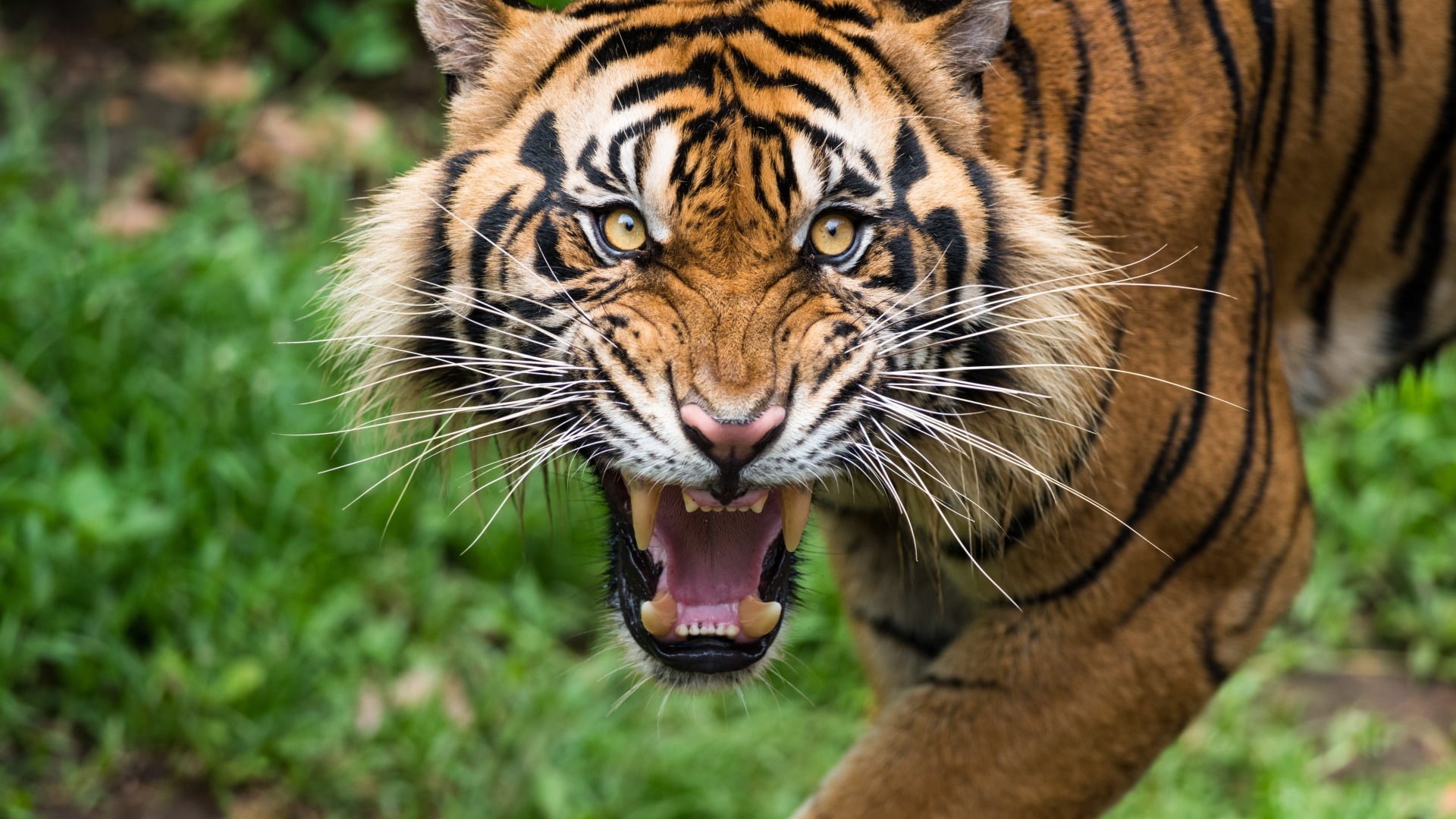 tiger, teeth, big cats, 1080P, animals, HD Wallpaper