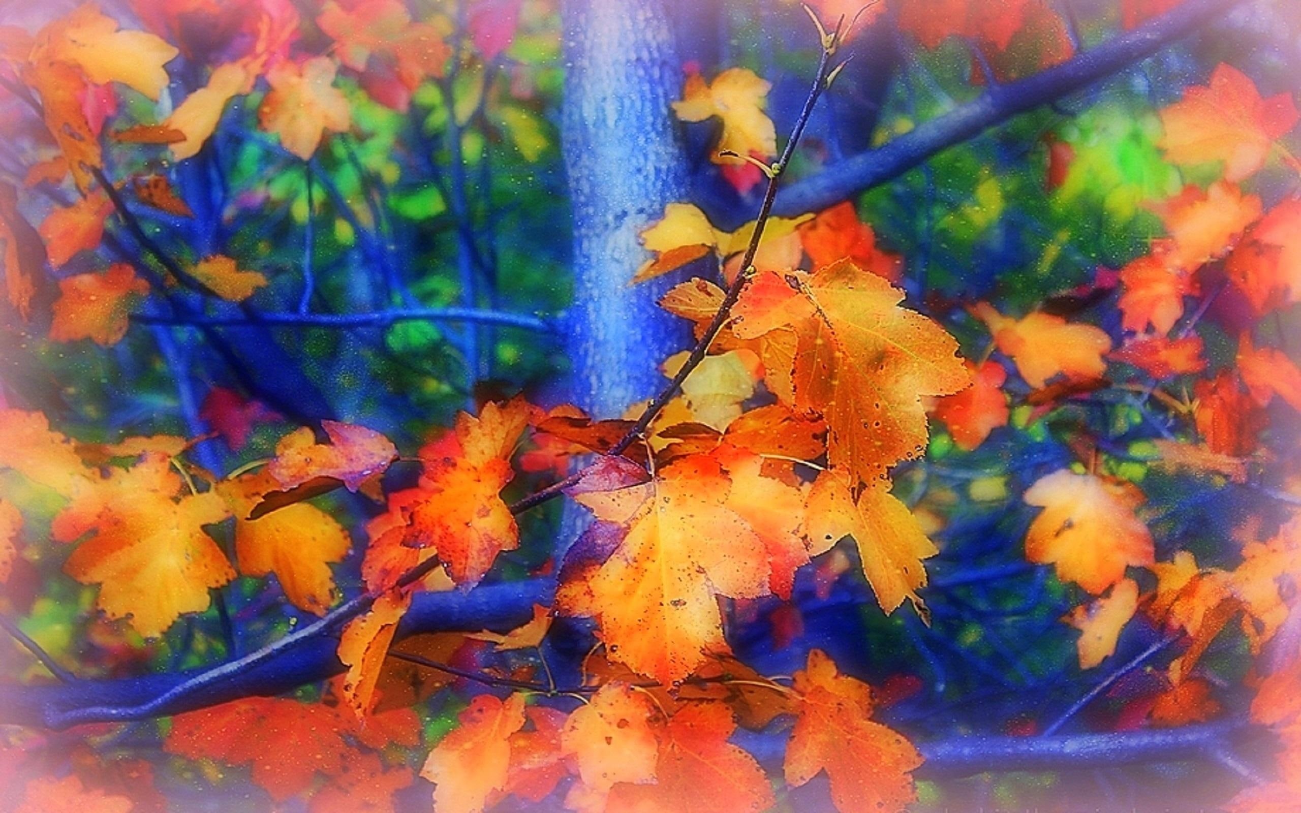 softness-beauty, beautiful, colors, creative-pre--made, nature, autumn, plant, lovely, fall, leaves, 2K, seasons, abundant, HD Wallpaper