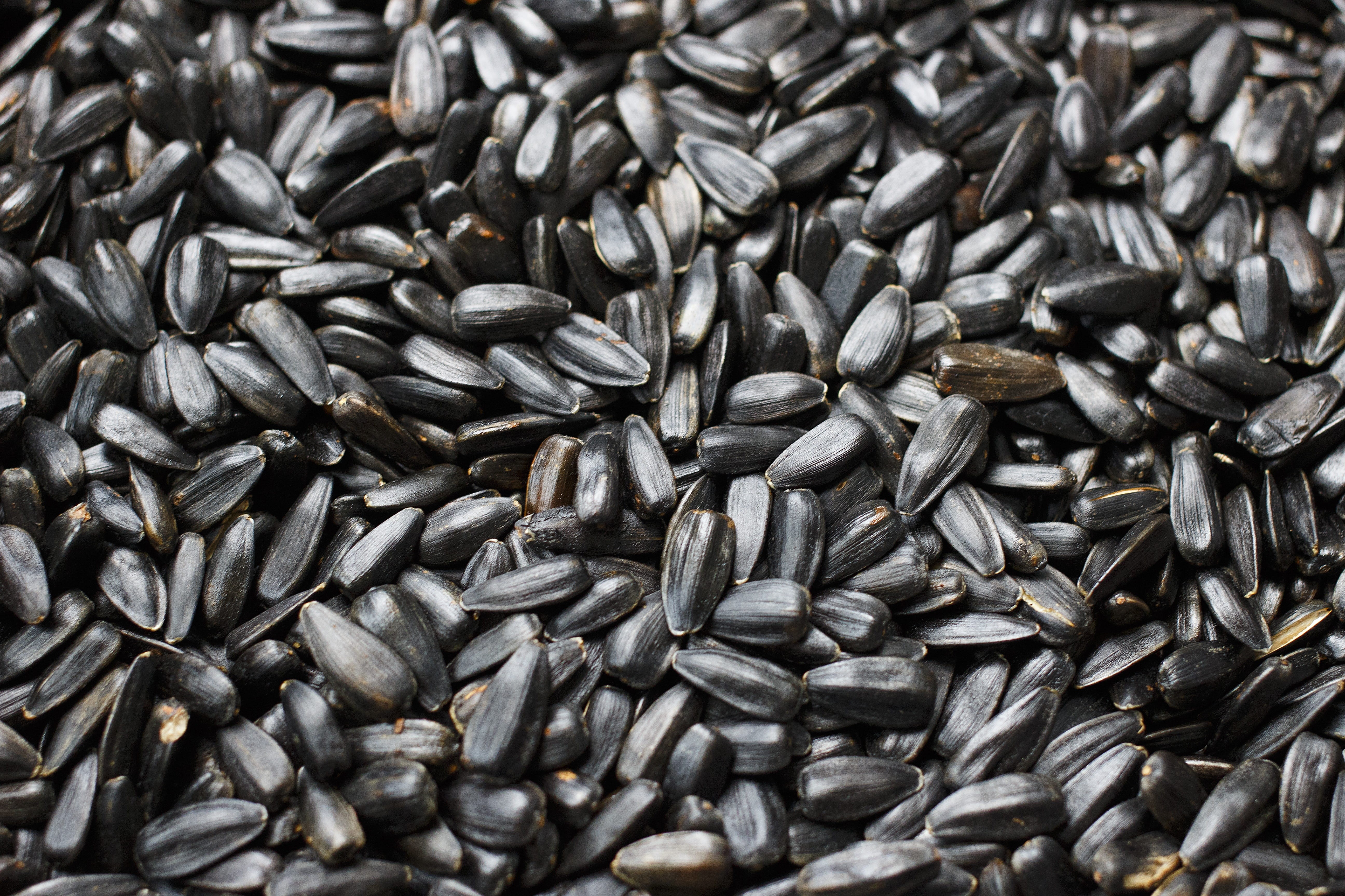 selective focus, food and drink, seed, healthy eating, 5K, lot, Sunflower Seeds, high angle view, still life, seeds, large group of objects, backgrounds, HD Wallpaper