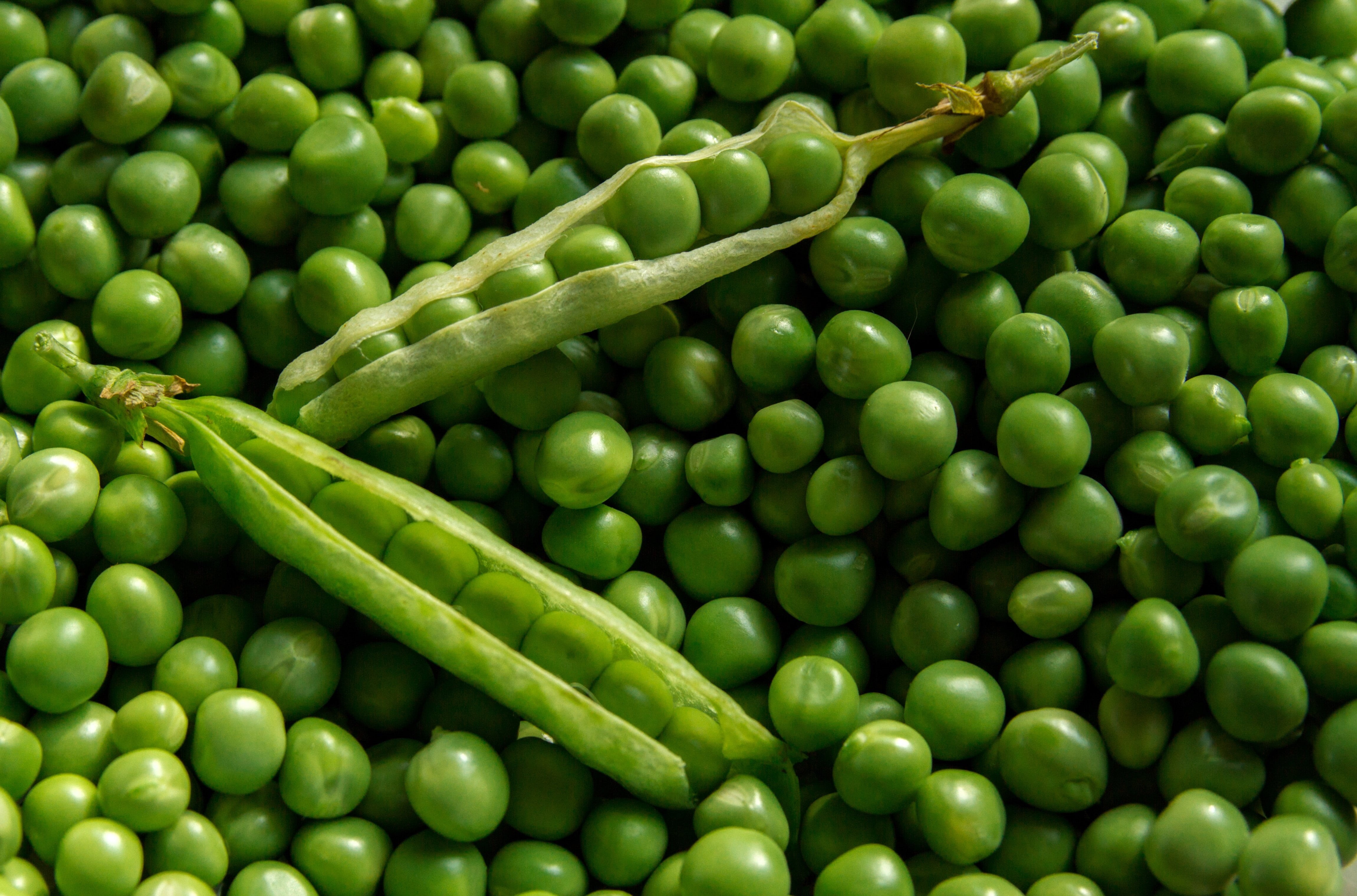 closeup, vegetables, fresh, growth, green color, 4K, freshness, veggies, still life, food and drink, agriculture, close-up, vegetable, day, full frame, HD Wallpaper