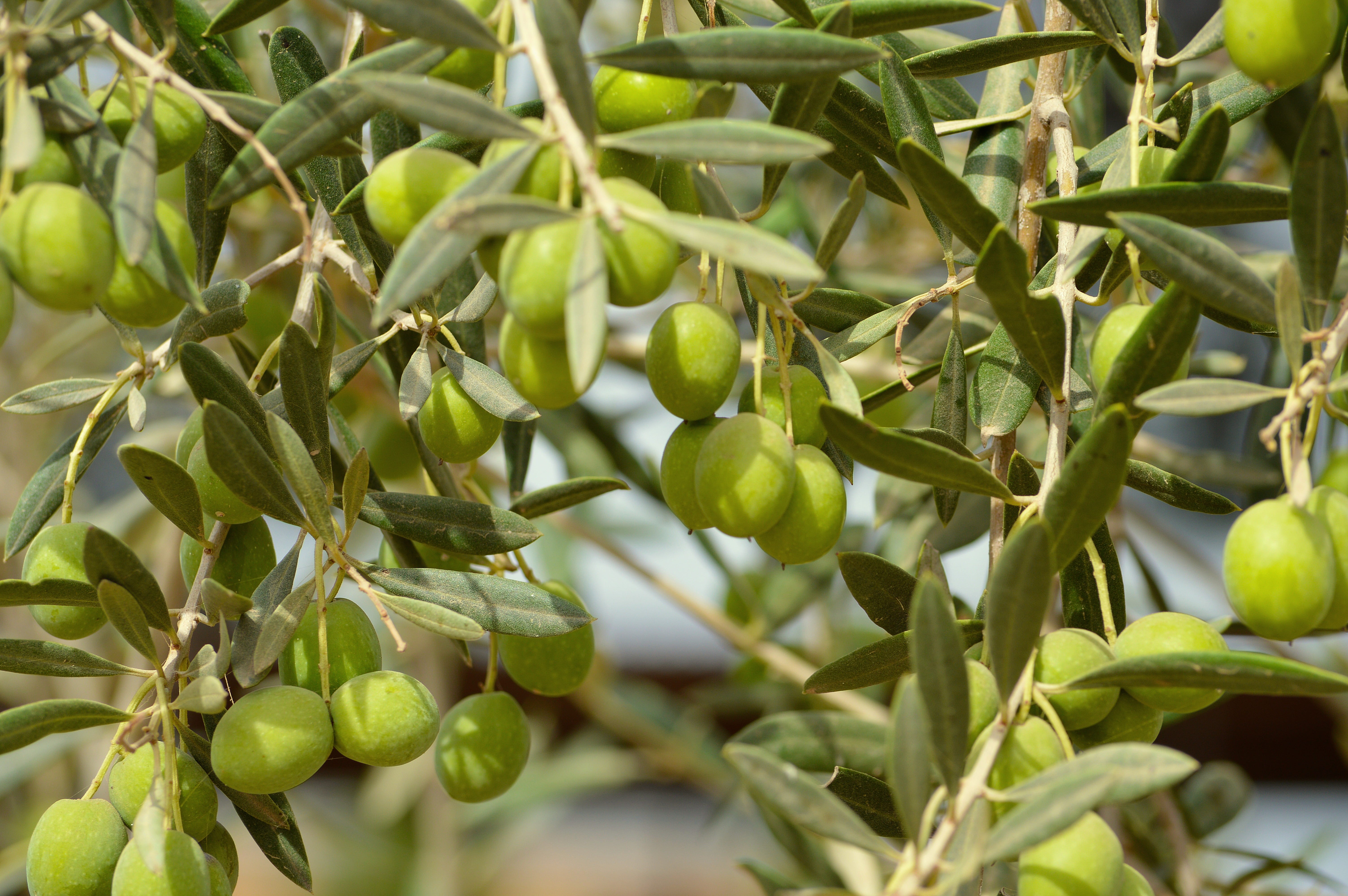 green olive, wellbeing, fruits, growth, day, agriculture, green color, ripe, green, plant, tree, olive tree, photo, nature, loaded, food and drink, freshness, HD Wallpaper
