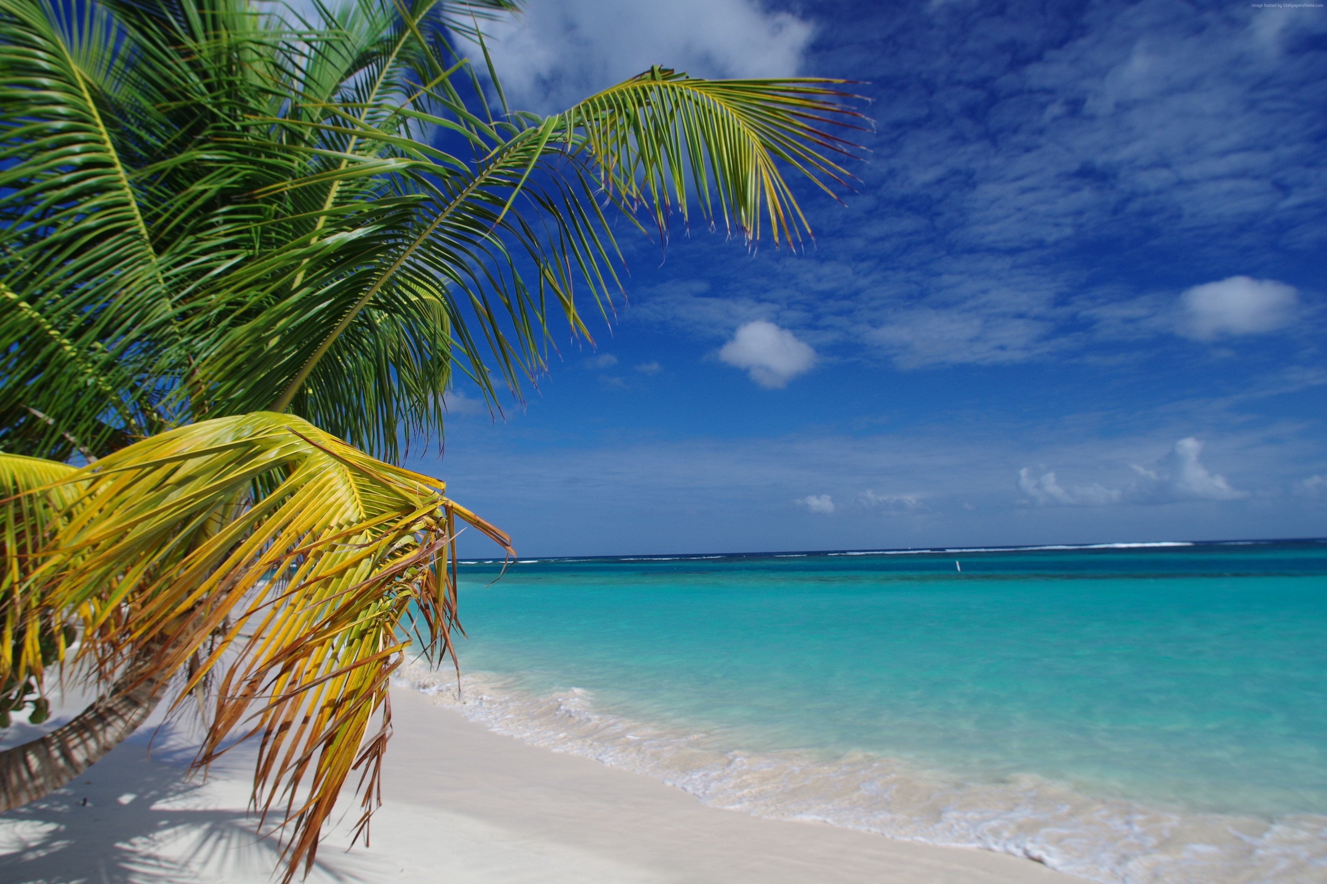 palms, Travellers Choice Awards 2016, Flamenco Beach, Puerto Rico, Culebra, 4K, Best beaches of 2016, HD Wallpaper