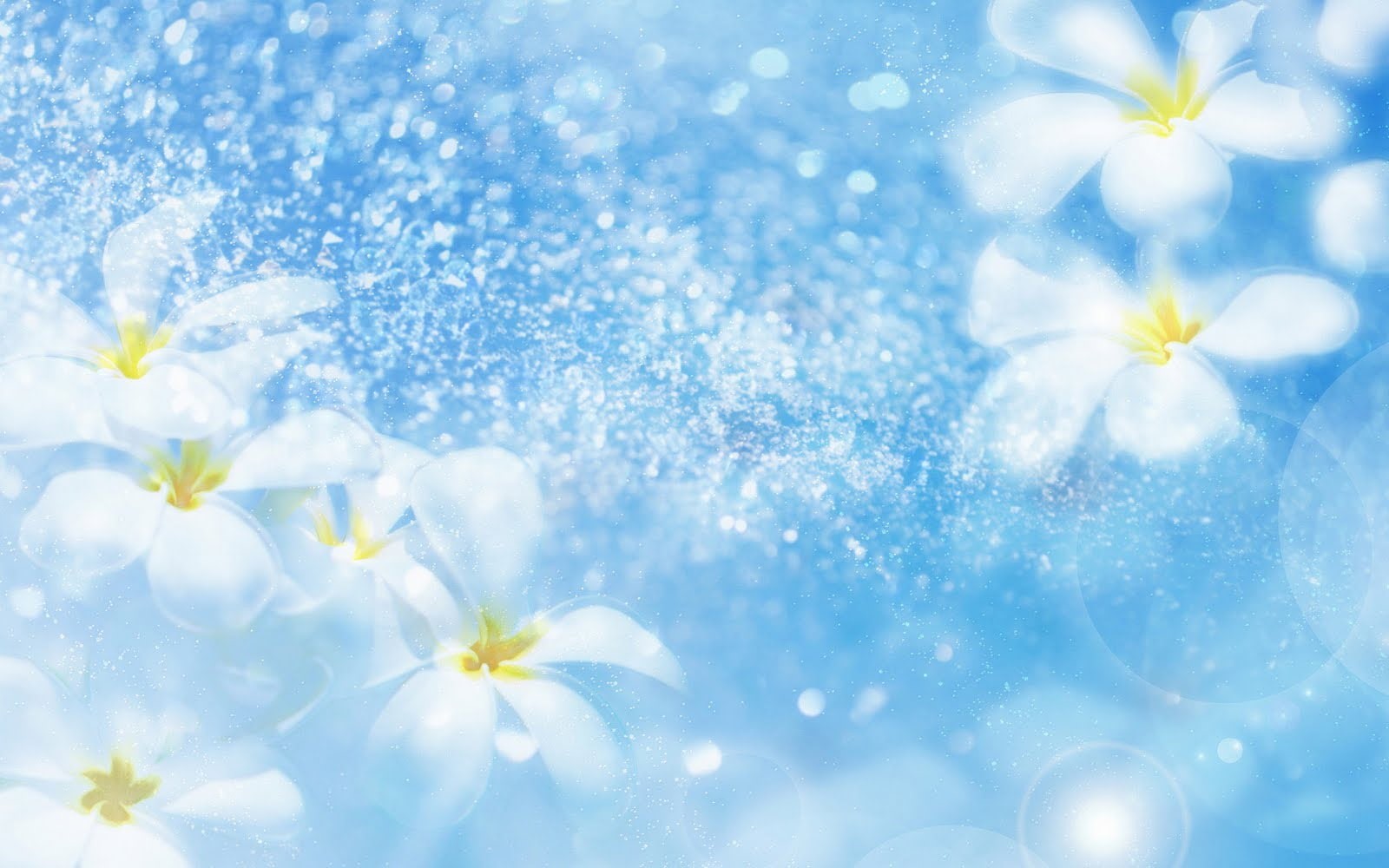 blue background, background, 720P, lovely, flowers, fresh, blue, white, HD Wallpaper