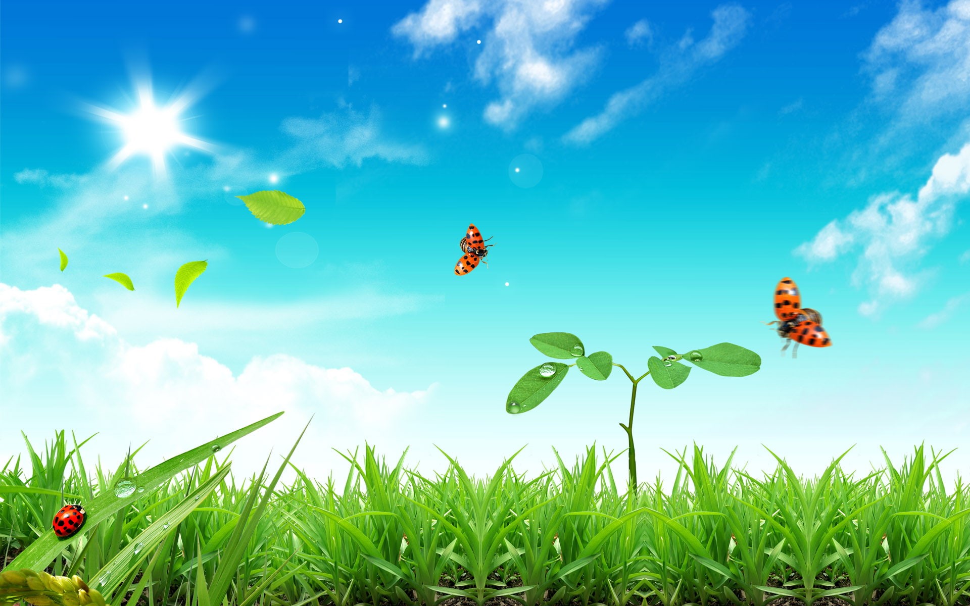 1080P, life, fresh, HD Wallpaper