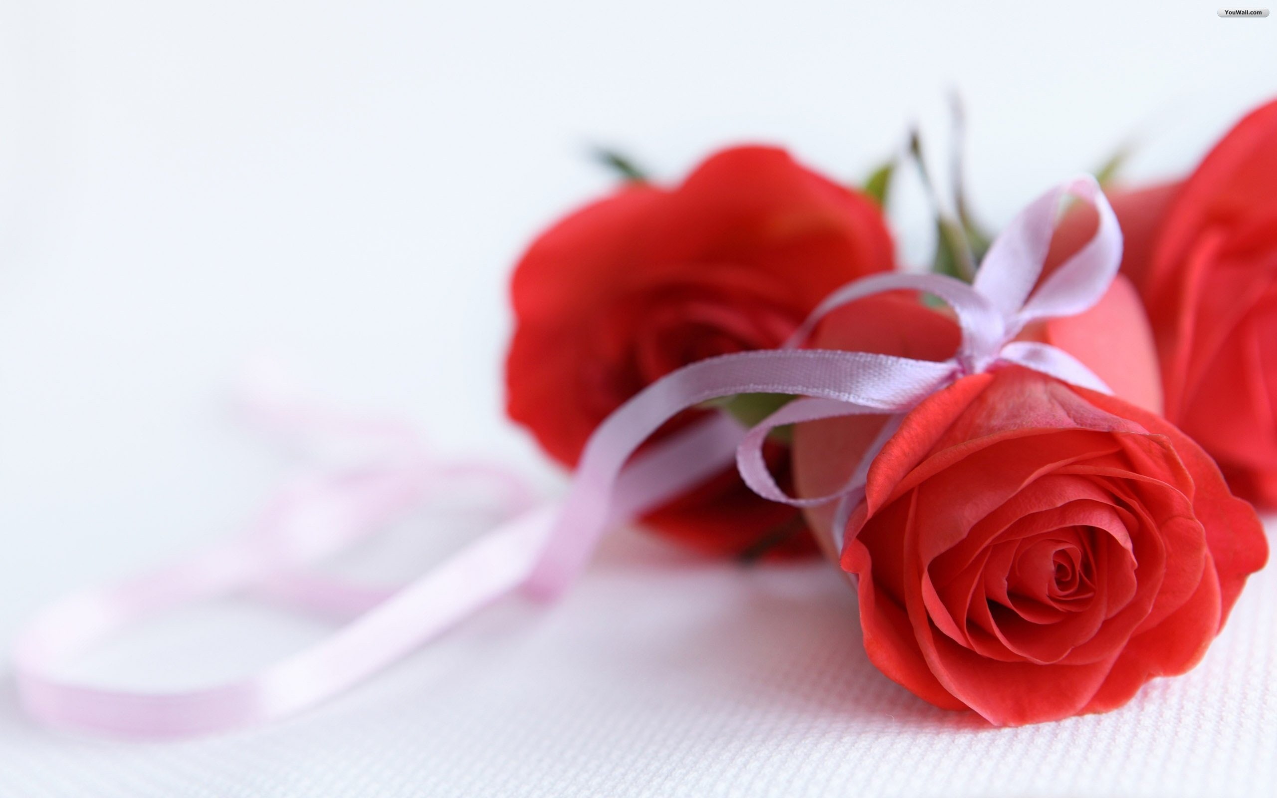 ribbon, rose, love, fresh, 2K, flower, red, HD Wallpaper