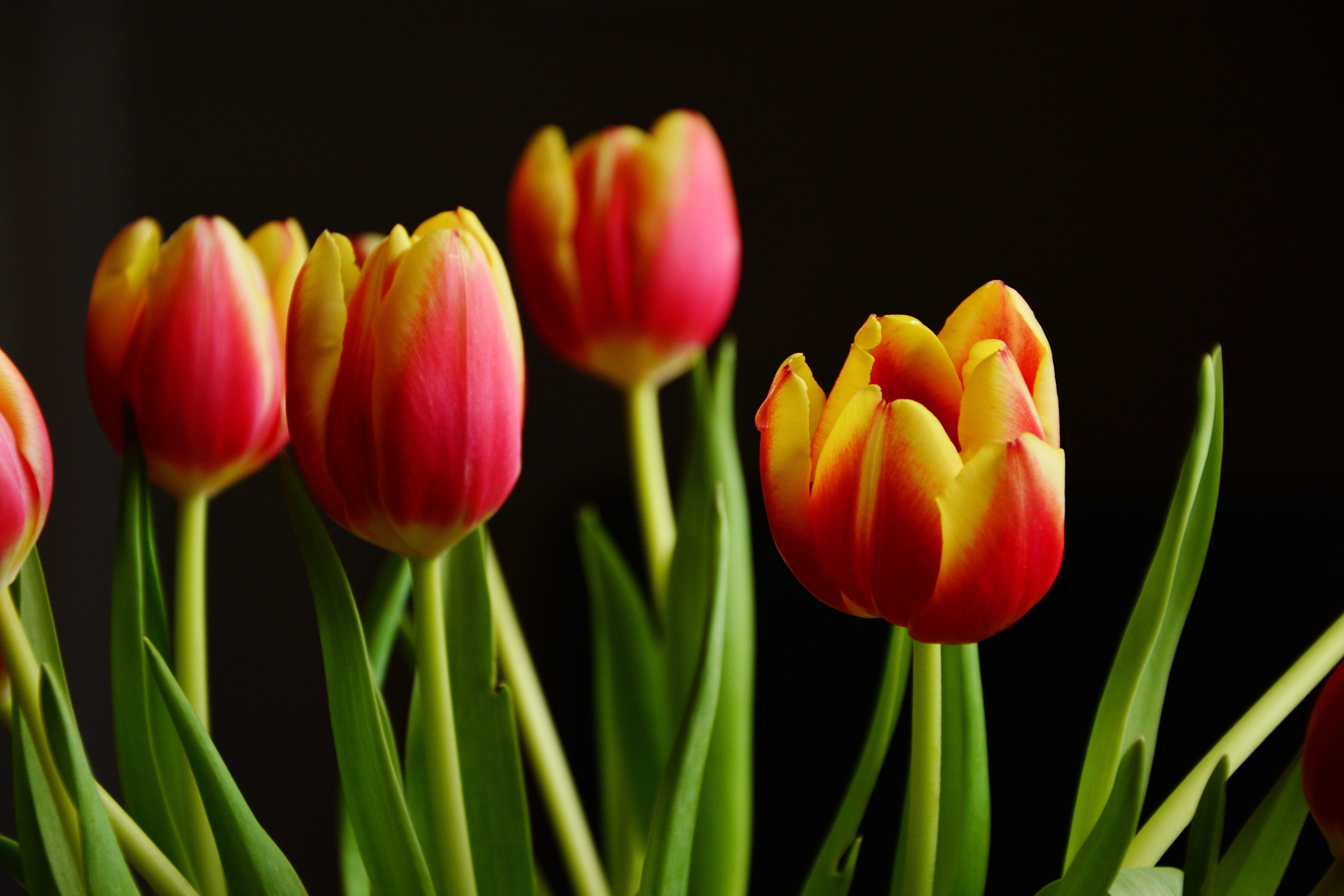 yellow, vulnerability, fragility, flower arrangement, close-up, focus on foreground, springtime, Fresh, summer, petal, 4K, flowering plant, flower Head, HD Wallpaper