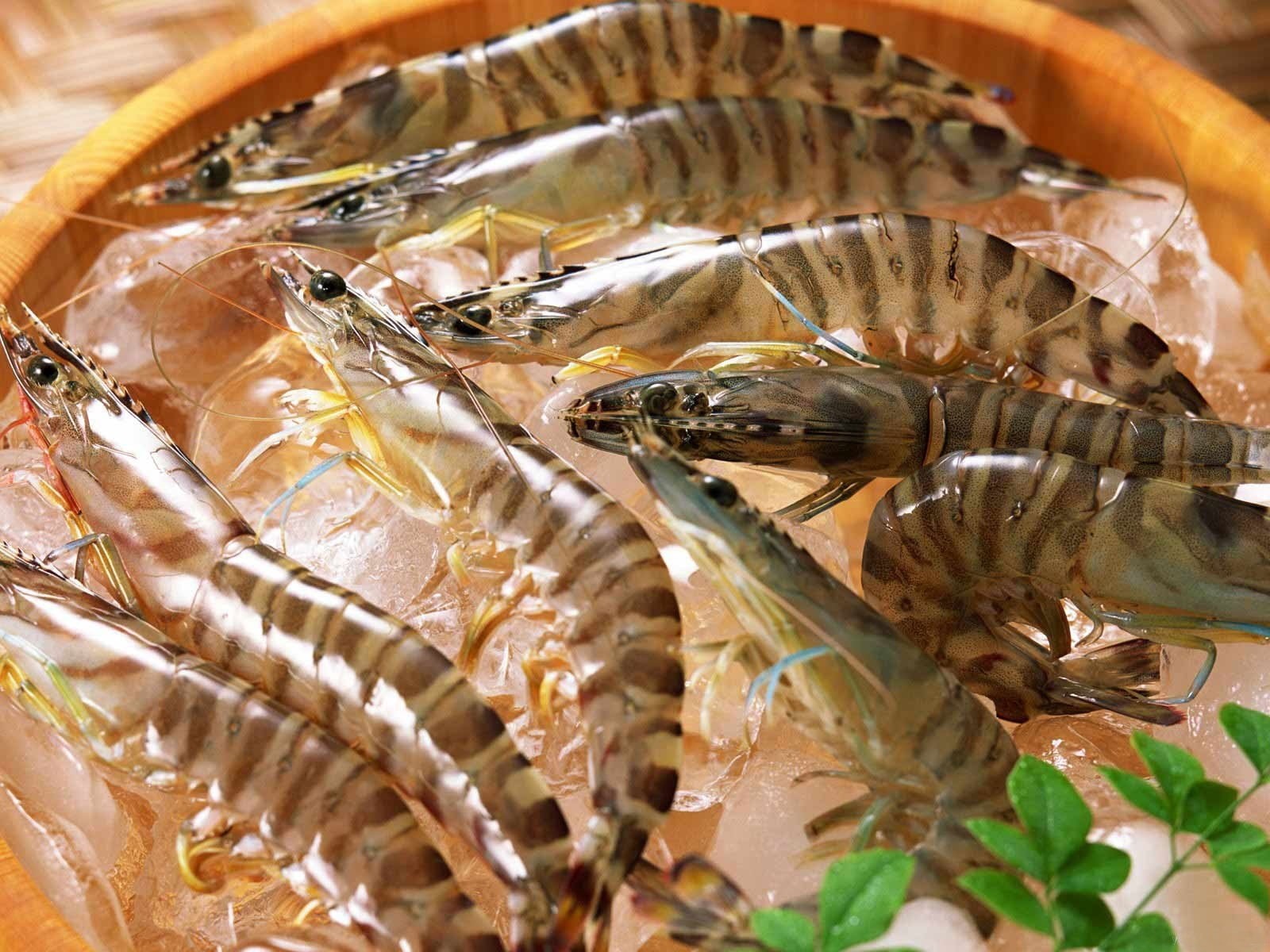 marine, fresh, crustacean, freshness, retail, close-up, sea, shrimps, animal, shrimp - seafood, animal wildlife, shrimp, seafood, 720P, high angle view, HD Wallpaper