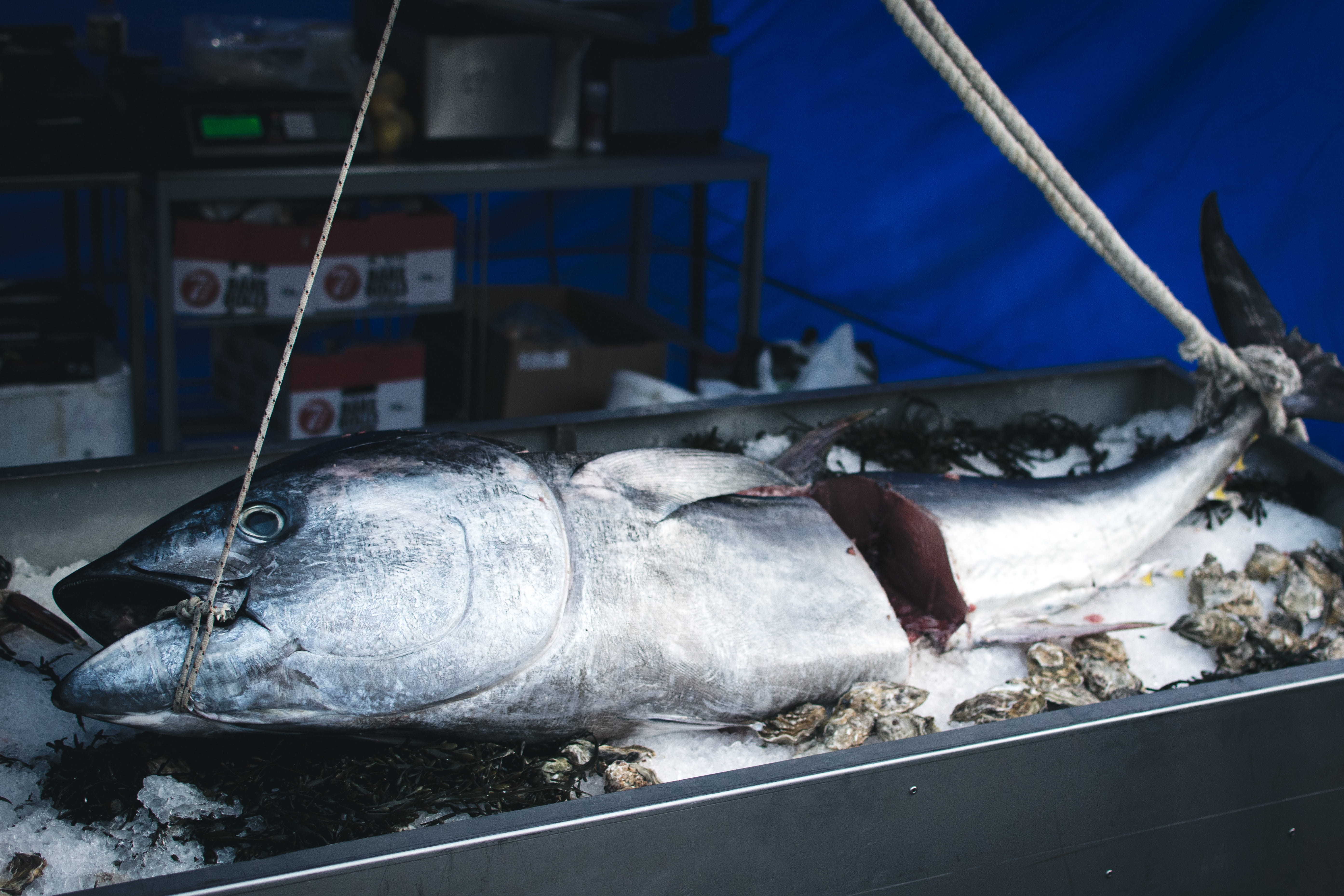 catch of Fish, business, animal themes, retail, food, no people, healthy eating, nautical Vessel, Tuna, retail display, 5K, for sale, fishing Industry, HD Wallpaper