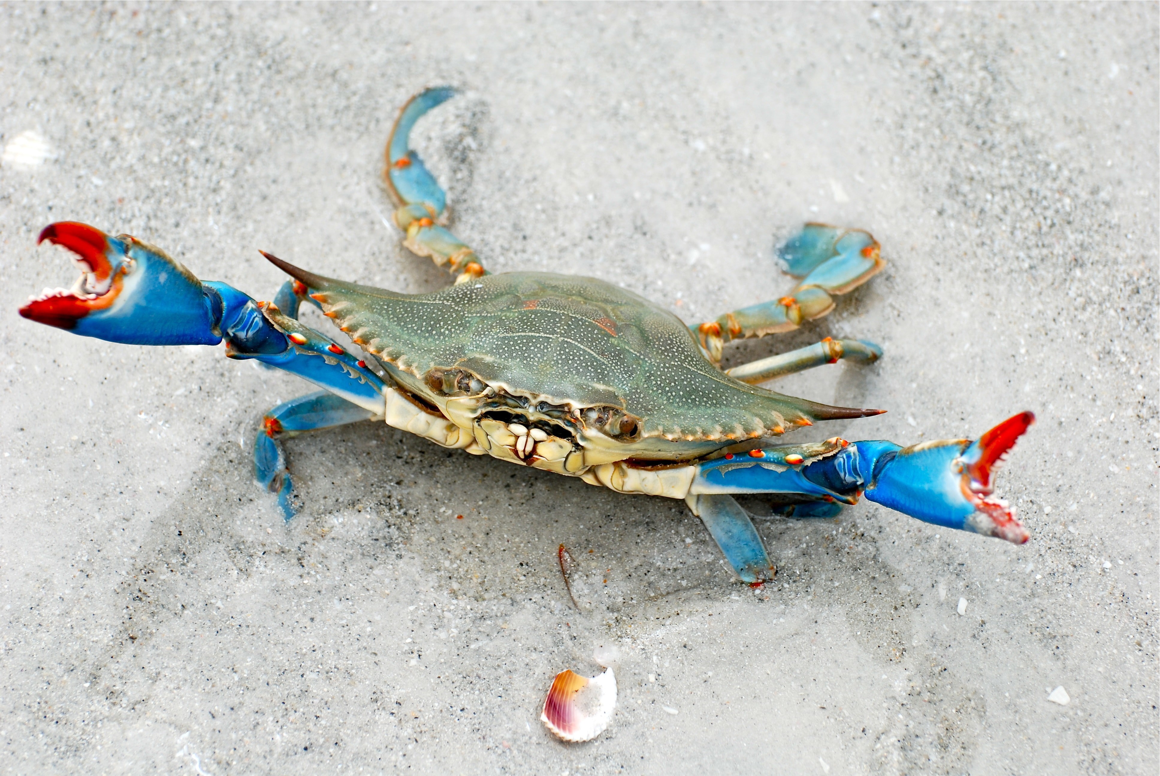 no people, animals in the wild, animal, outdoors, animal themes, crustacean, close-up, sea life, crab, high angle view, crabs, day, 4K, land, animal wildlife, HD Wallpaper