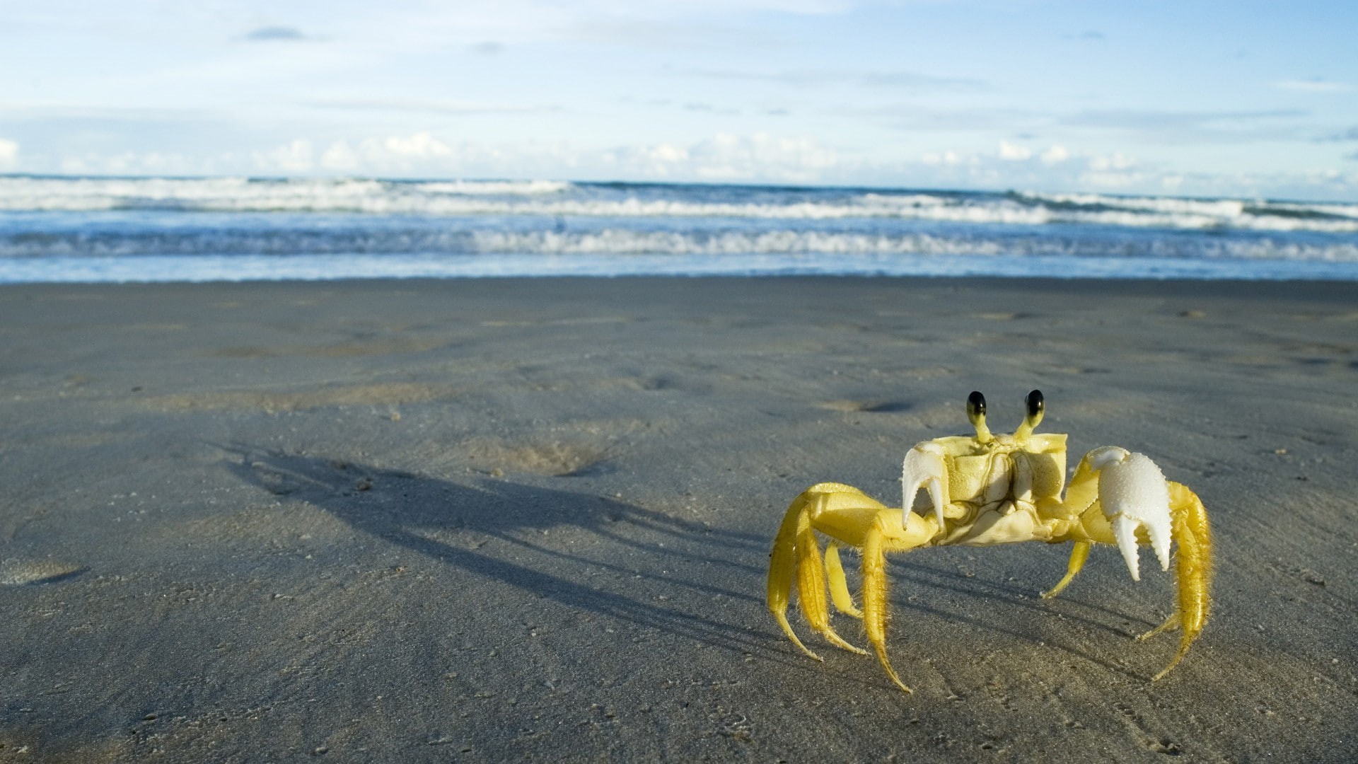 horizon, crabs, outdoors, marine, day, beauty in nature, water, land, nature, crustaceans, animal wildlife, horizon over water, wave, sea, sky, 1080P, HD Wallpaper