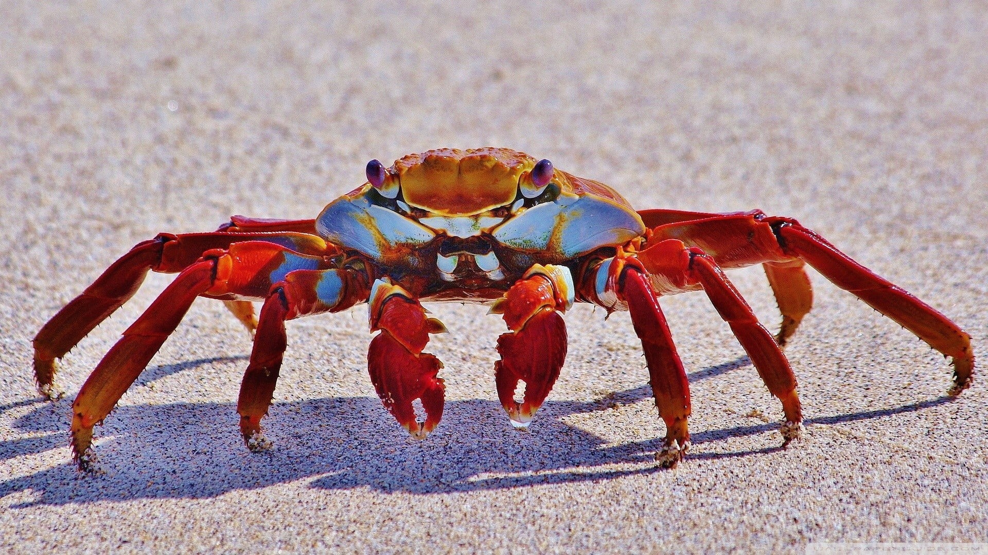 land, 1080P, no people, cra, sand, sea life, brown, crustacean, crustaceans, one animal, crabs, animals, red, close-up, crab, sunlight, nature, sea, outdoors, HD Wallpaper