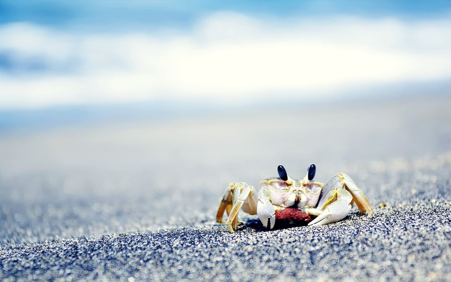 eggs, crab, crustacean, one animal, marine, selective focus, crustaceans, 720P, hermit crab, animal, animals, land, outdoors, animal wildlife, crawling, HD Wallpaper