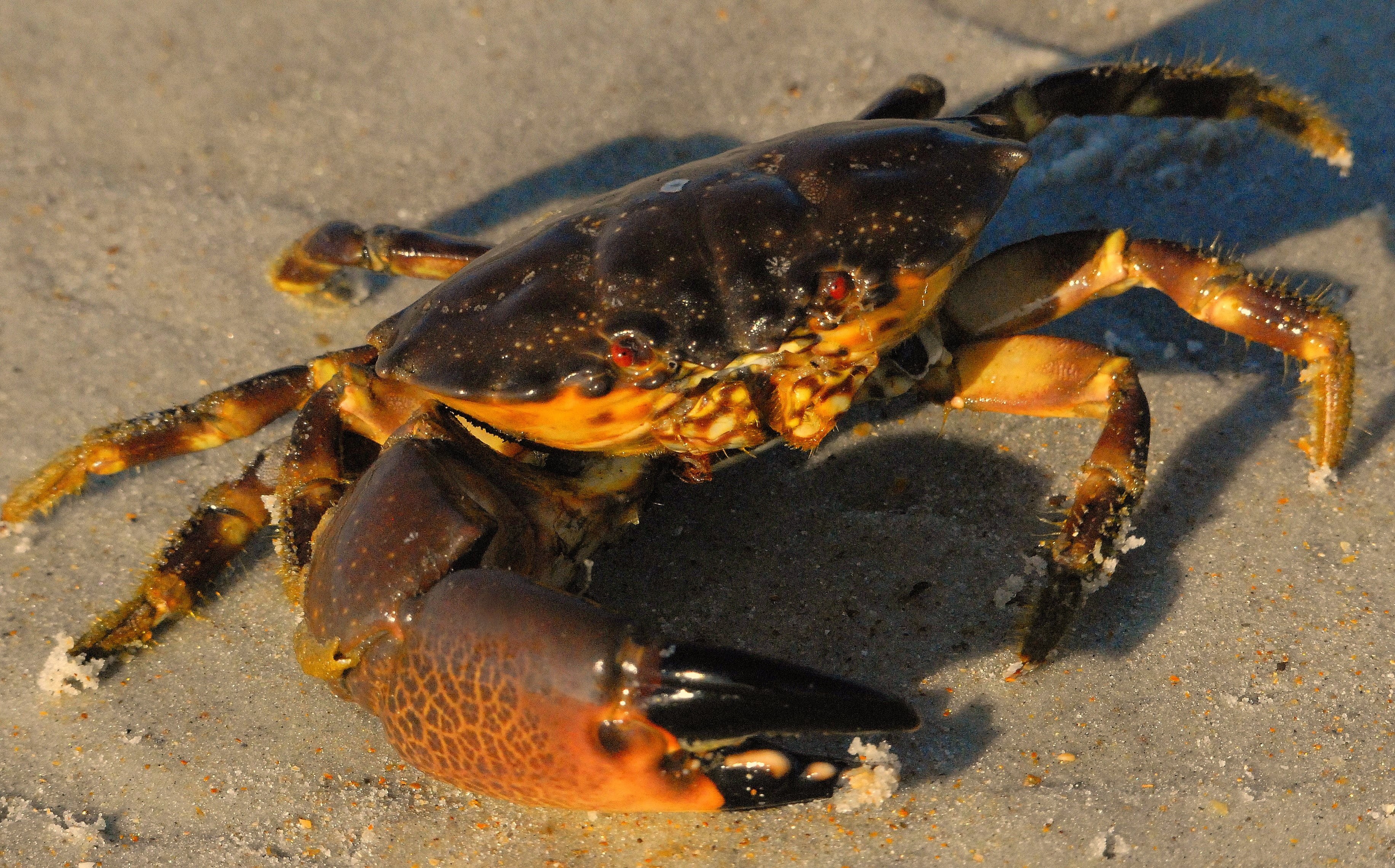 claw, crustaceans, marine, 2K, sand, crabs, close-up, land, day, sunlight, crab, animals in the wild, one animal, animal, animal themes, no people, beach, HD Wallpaper