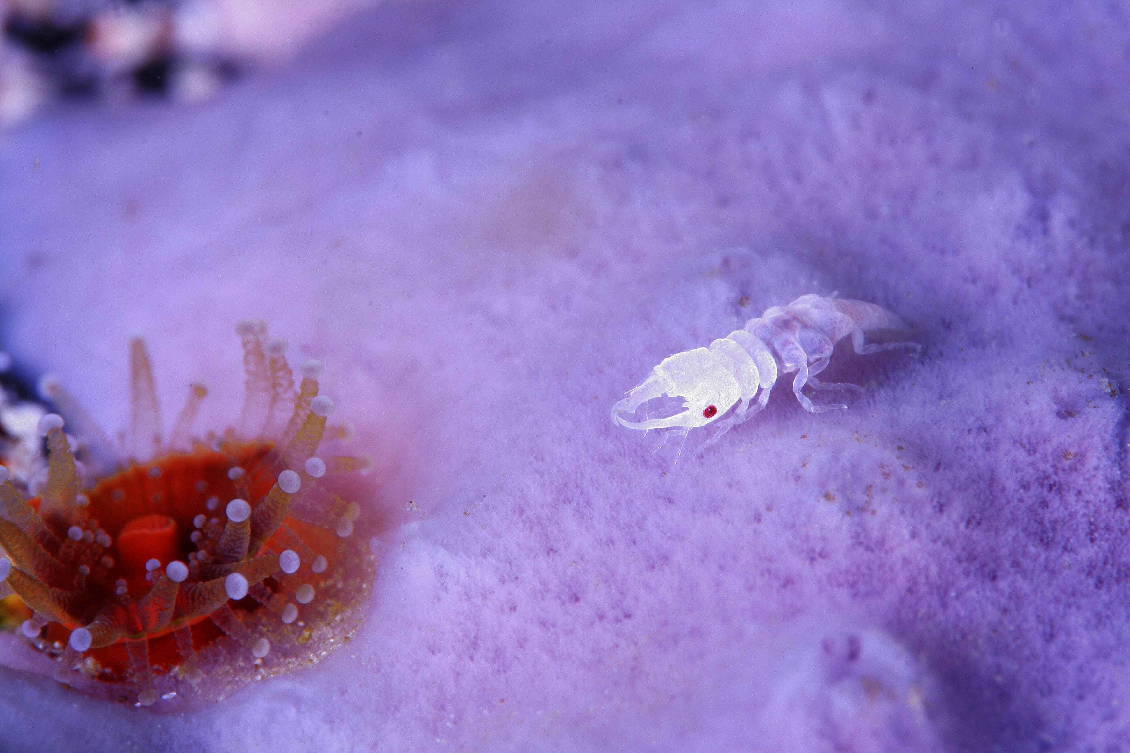 animal themes, red eyes, nature, violet, small, purple, 4K, outdoors, sea anemones, marine, sea, close-up, animal wildlife, no people, underwater, undersea, HD Wallpaper