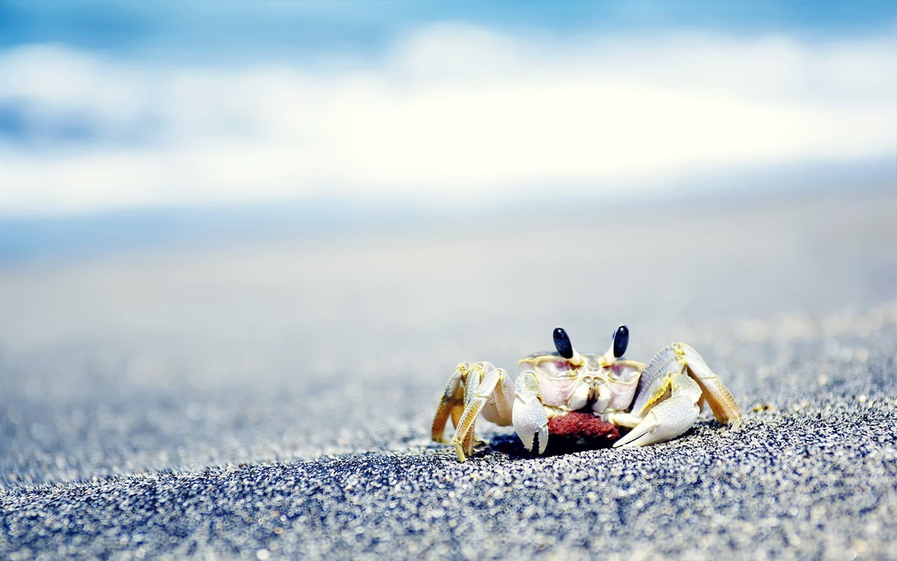 no people, marine, animal wildlife, animals, crab, close-up, crabs, crustaceans, 720P, crustacean, selective focus, surface level, day, eggs, sea, animals in the wild, HD Wallpaper