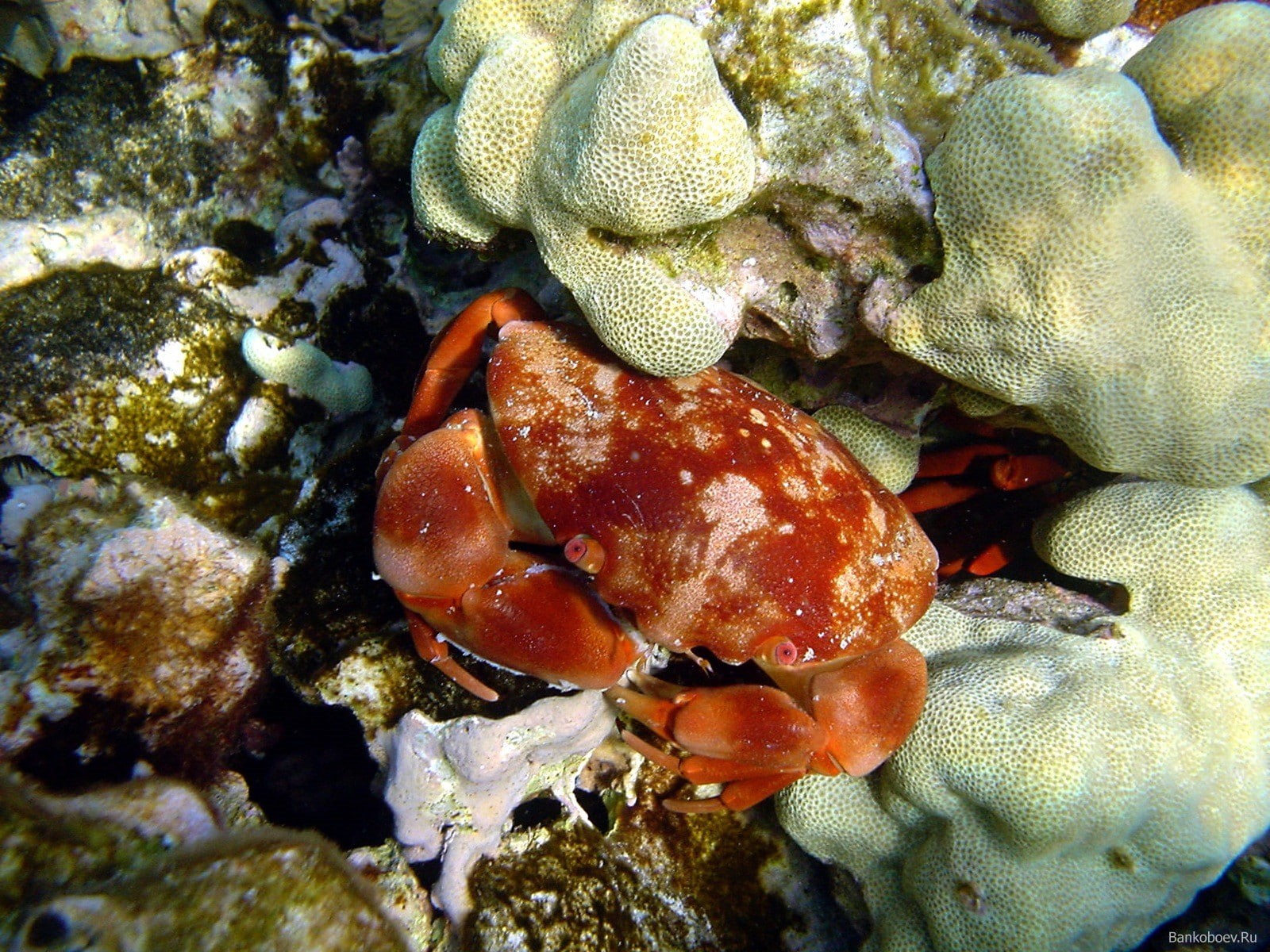 underwater, coral, sea, 720P, crustaceans, crabs, HD Wallpaper