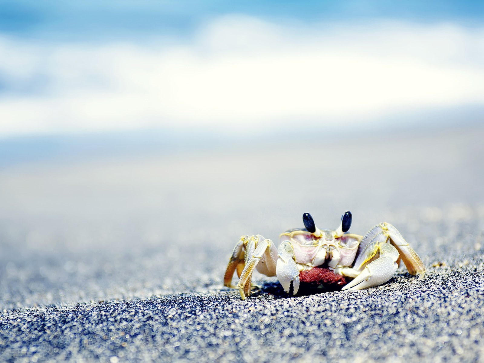 sea, sand, crustaceans, animals, eggs, 720P, crabs, HD Wallpaper