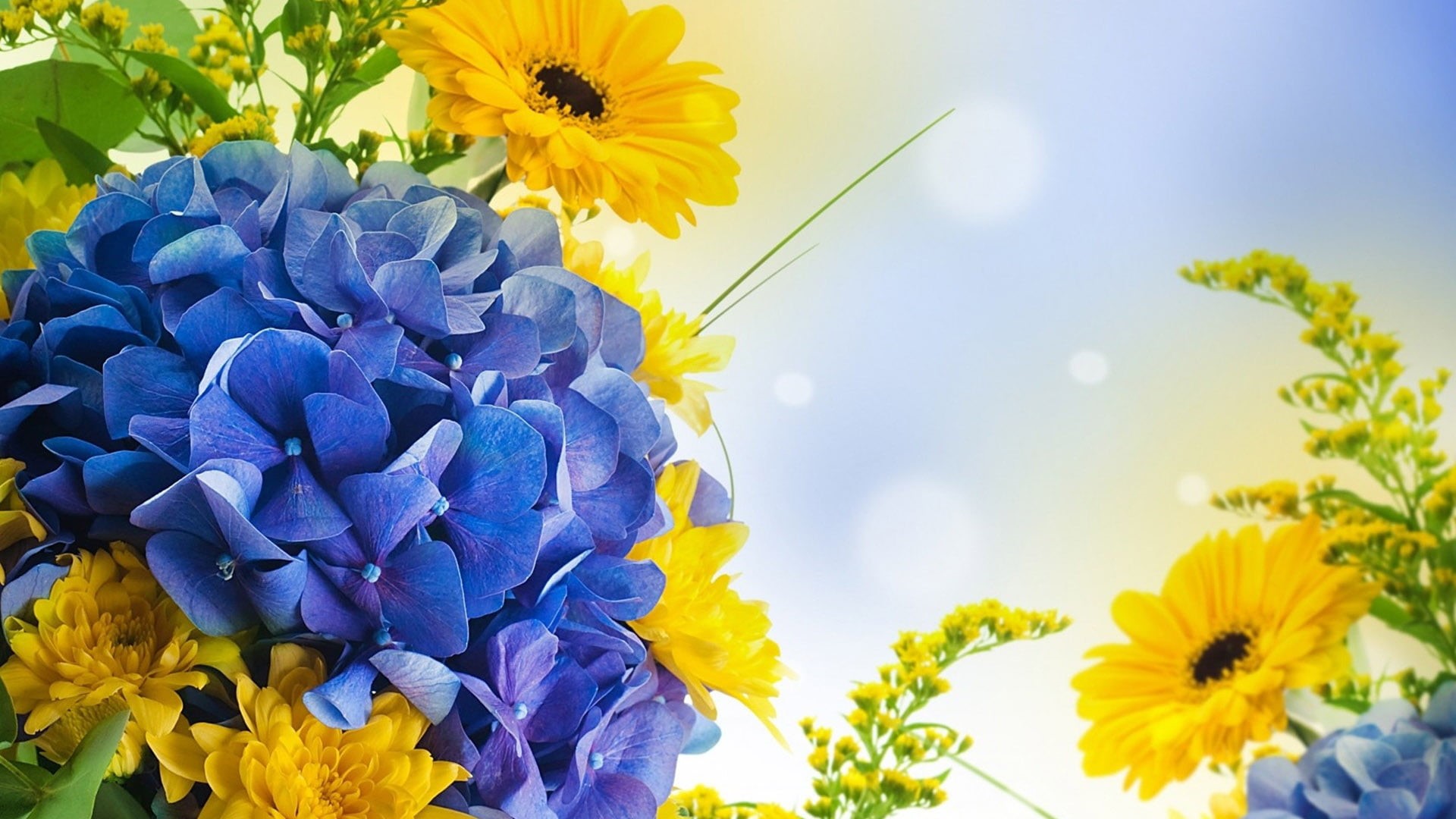 no people, fresh, blue, freshness, daisy, flowering plant, bright, pollen, day, branch, bloom, yellow, natural, vulnerability, botany, petal, inflorescence, HD Wallpaper