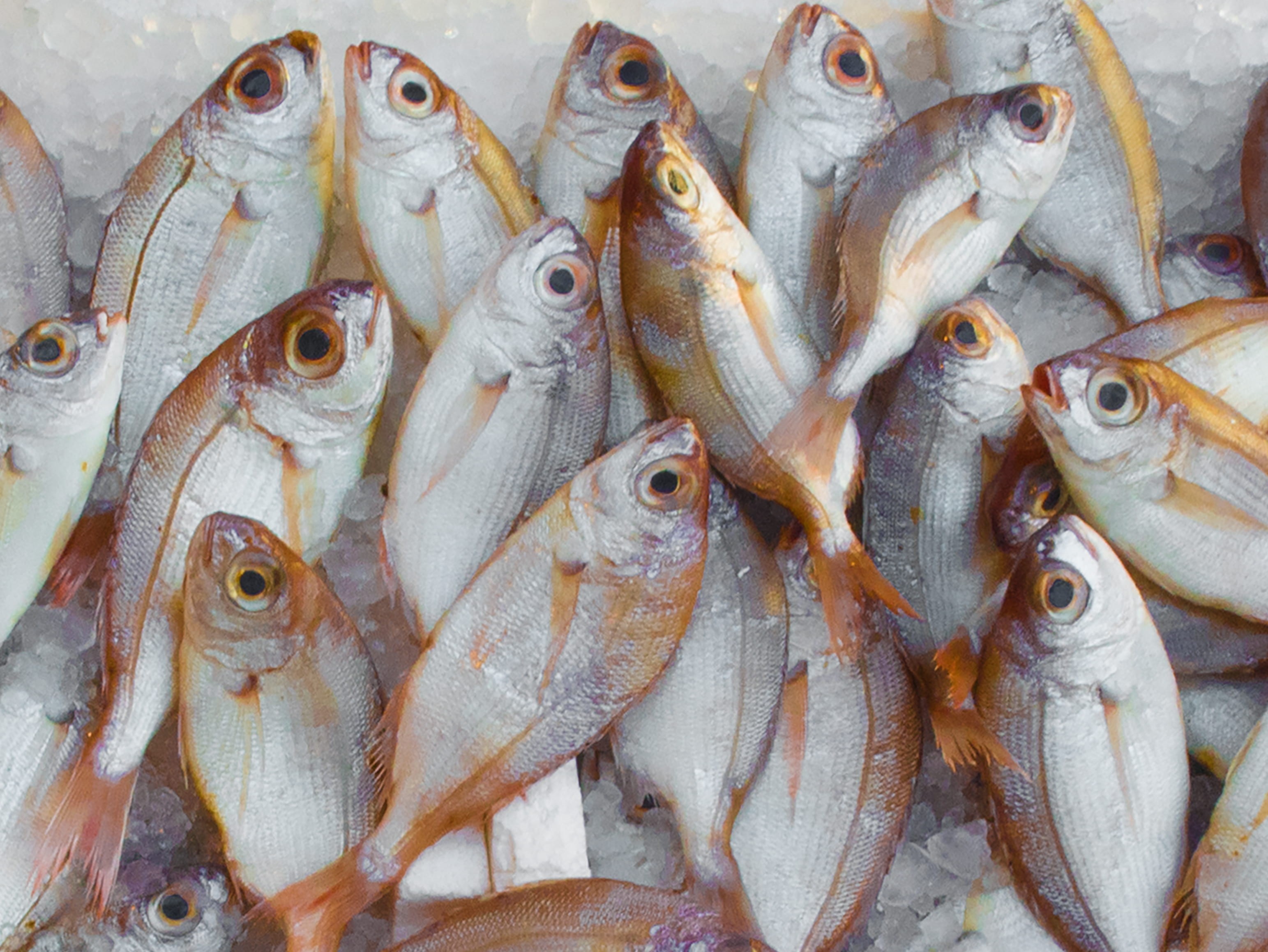 sale, 2K, retail display, head, healthy eating, stock, high angle view, ice, animal, fresh, no people, food and drink, fishing, healthy, fish market, vertebrate, HD Wallpaper