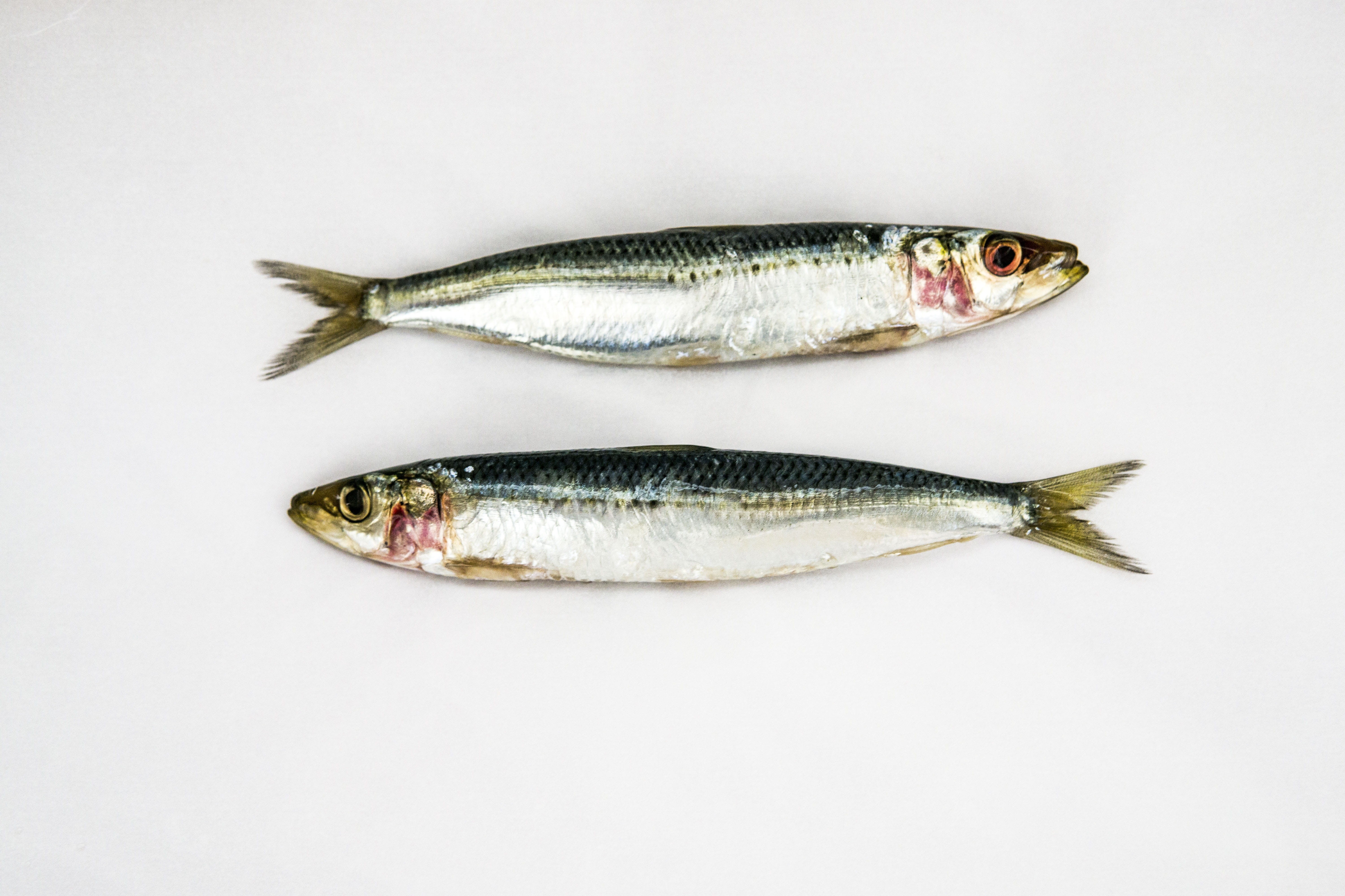 food and drink, animal, wellbeing, vertebrate, food, raw, animal scale, white background, fish, studio shot, catch of fish, 5K, animal themes, fresh, seafood, HD Wallpaper