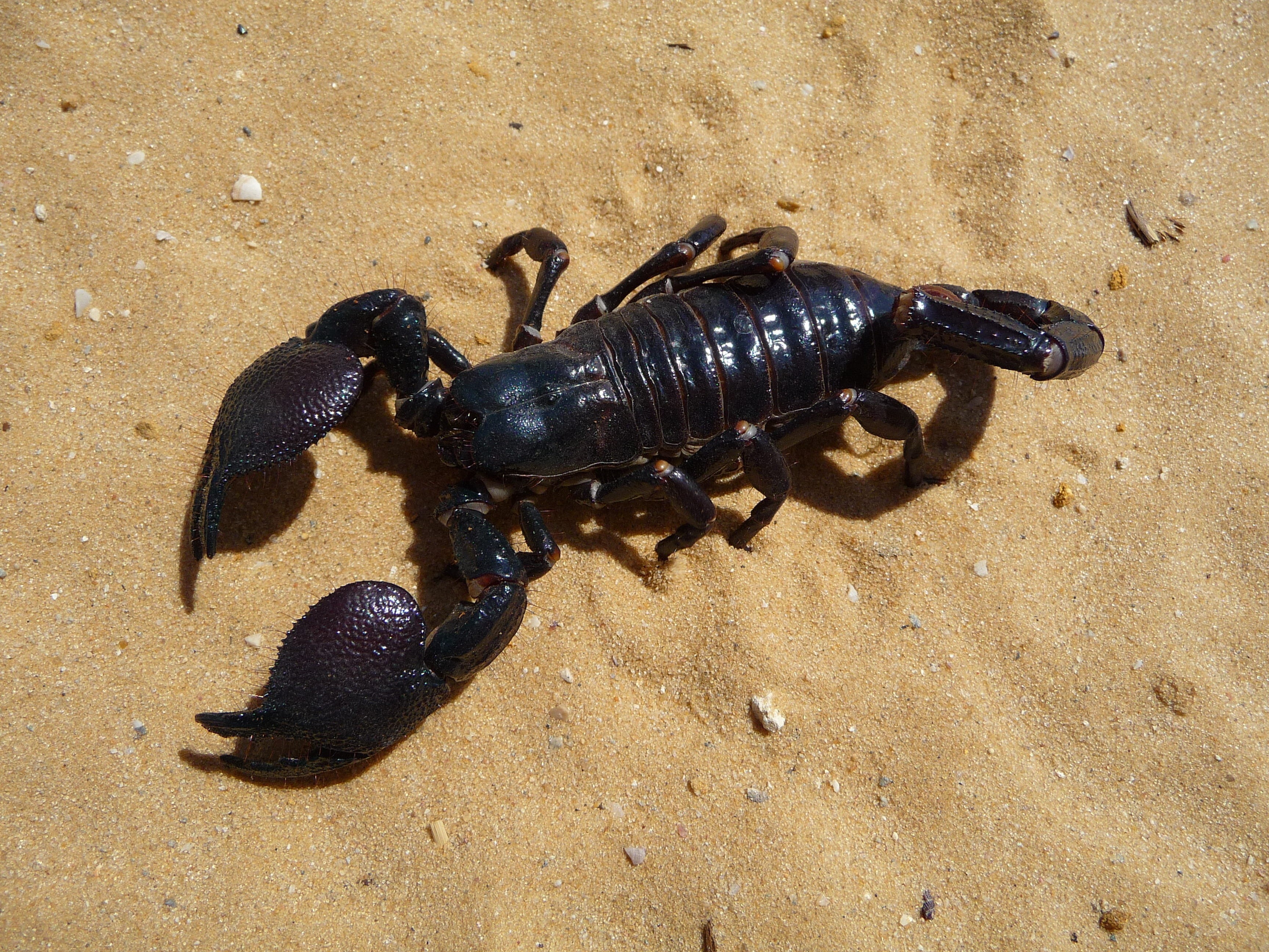 animal themes, macro, Desert, high angle view, animal wildlife, large, Scorpion, close-up, black, one animal, land, Sand, danger, Emperor, arthropod, insect, HD Wallpaper