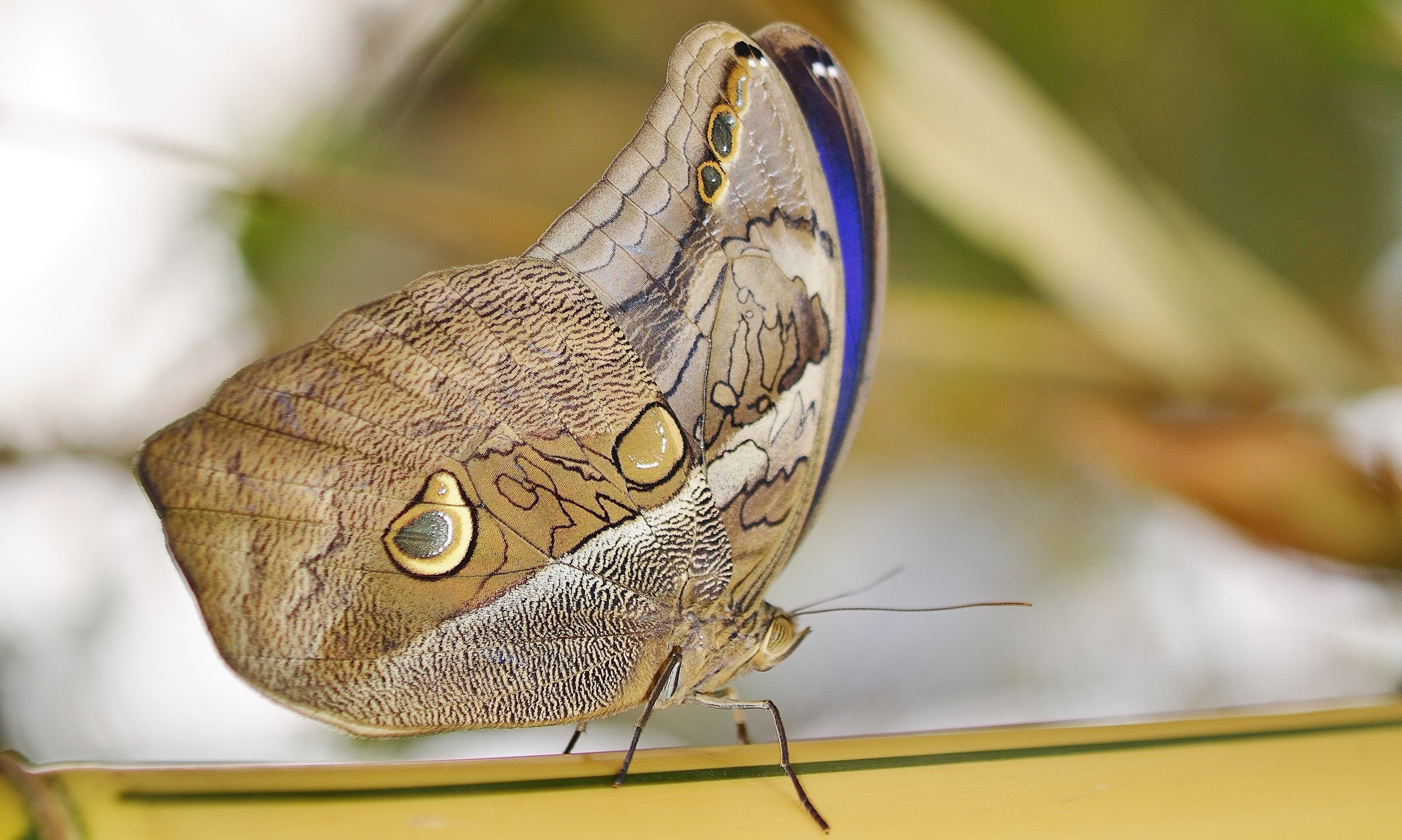 side view, human body part, photo, blue morpho, focus on foreground, one animal, common morpho, no people, beauty in nature, close-up, owl, invertebrate, HD Wallpaper