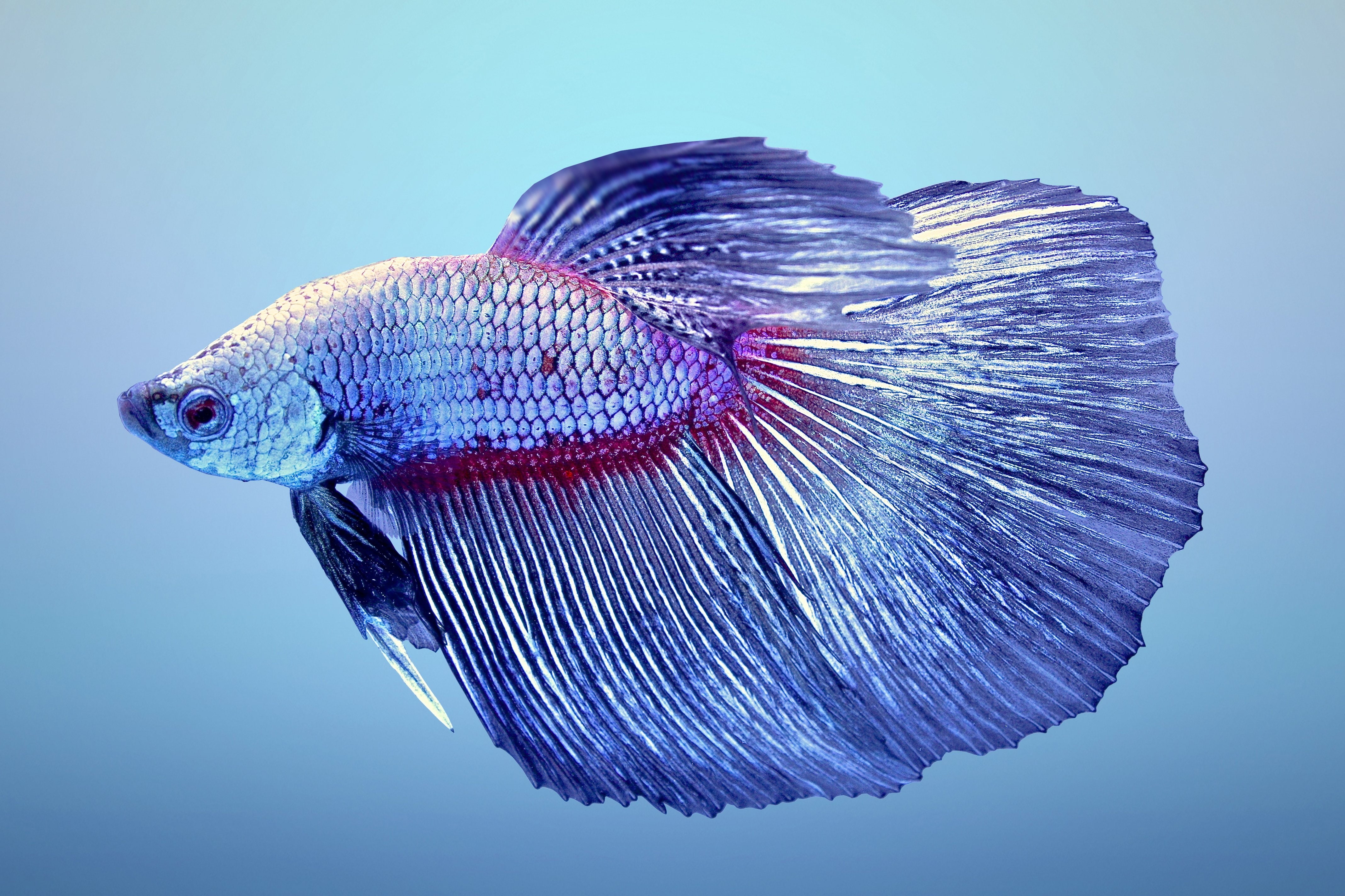 Fighting, betta, fish, one animal, marine, sea, animal themes, studio shot, psychedelic, animal, purple, vertebrate, animals in the wild, swimming, 4K, HD Wallpaper