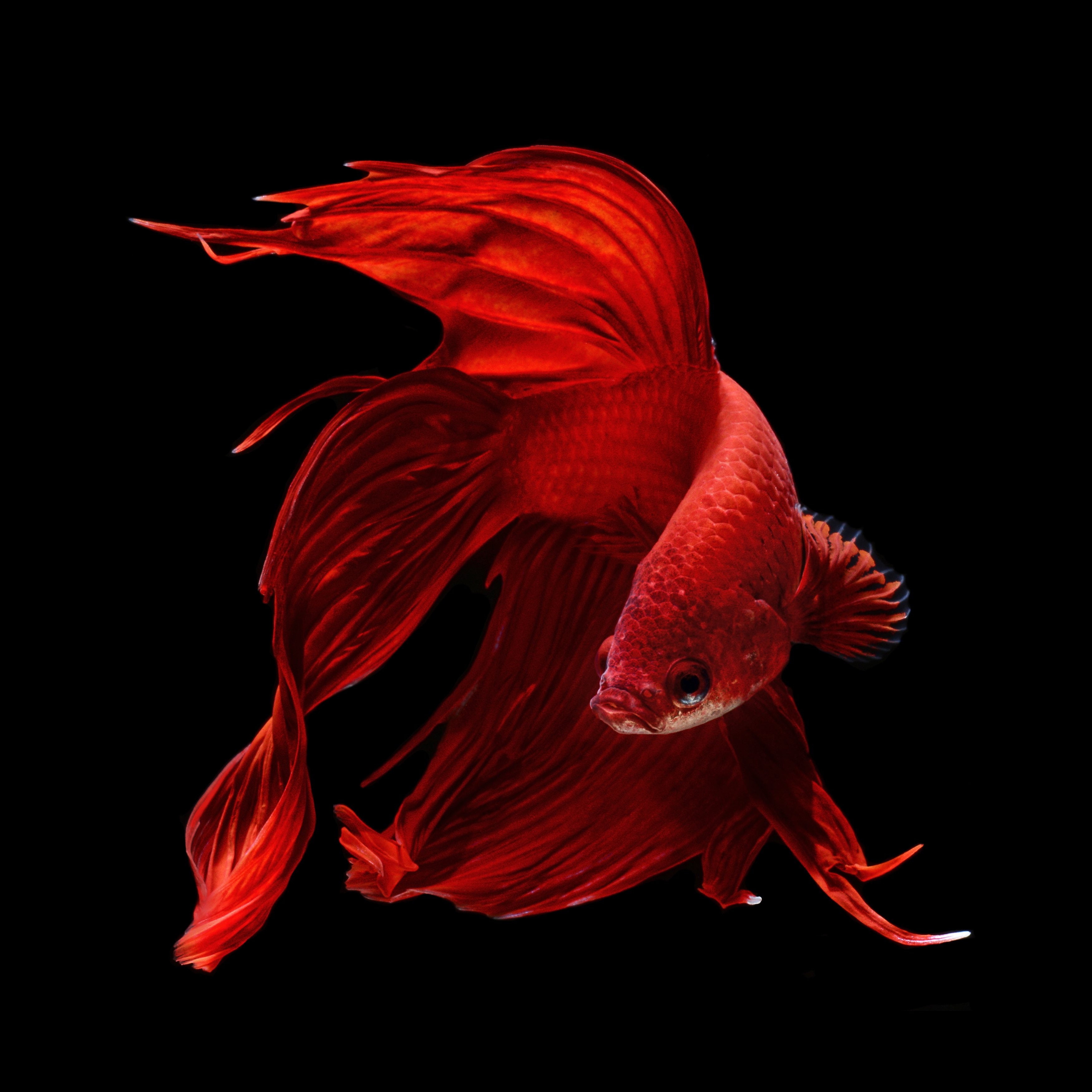 psychedelic, animal, nature, no people, marine, studio shot, close-up, red, black background, animal themes, water, Fighting, sea, vertebrate, fish, tropical, Phone HD Wallpaper