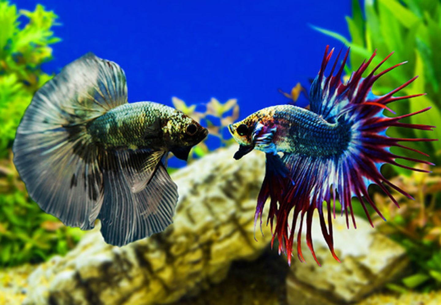 betta, Siamese, animal wildlife, marine, Fighting, animal, blue, day, animal themes, outdoors, group of animals, underwater, fish, animals in the wild, HD Wallpaper