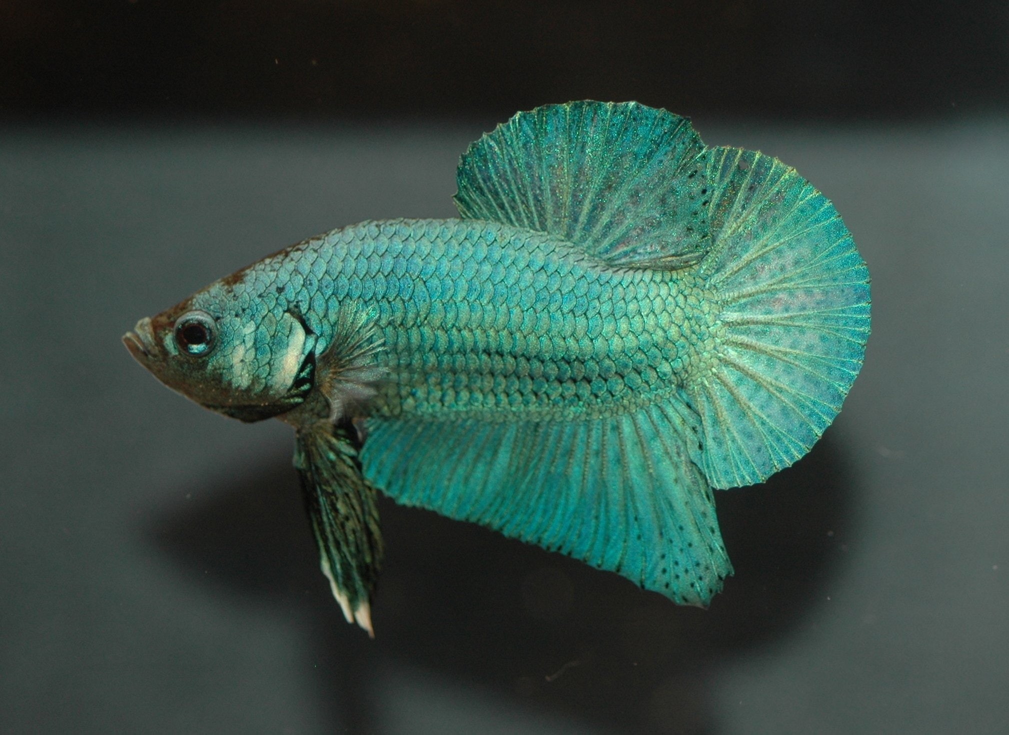 studio shot, no people, marine, Colorful, reptile, animal, animal wildlife, indoors, animal body part, 1080P, fish, vertebrate, animals in the wild, betta, HD Wallpaper