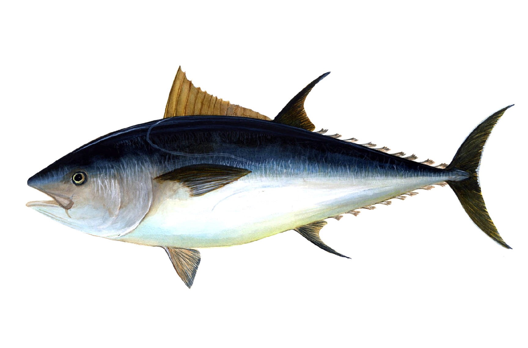 food, sea, animal wildlife, close-up, indoors, cut out, photo, catch of fish, fish, mouth open, studio shot, animals in the wild, atlantic, public domain, HD Wallpaper