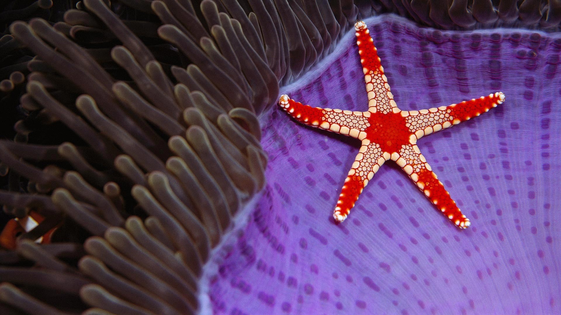 animals, coral, starfish, sea, underwater, nature, 1080P, fish, HD Wallpaper