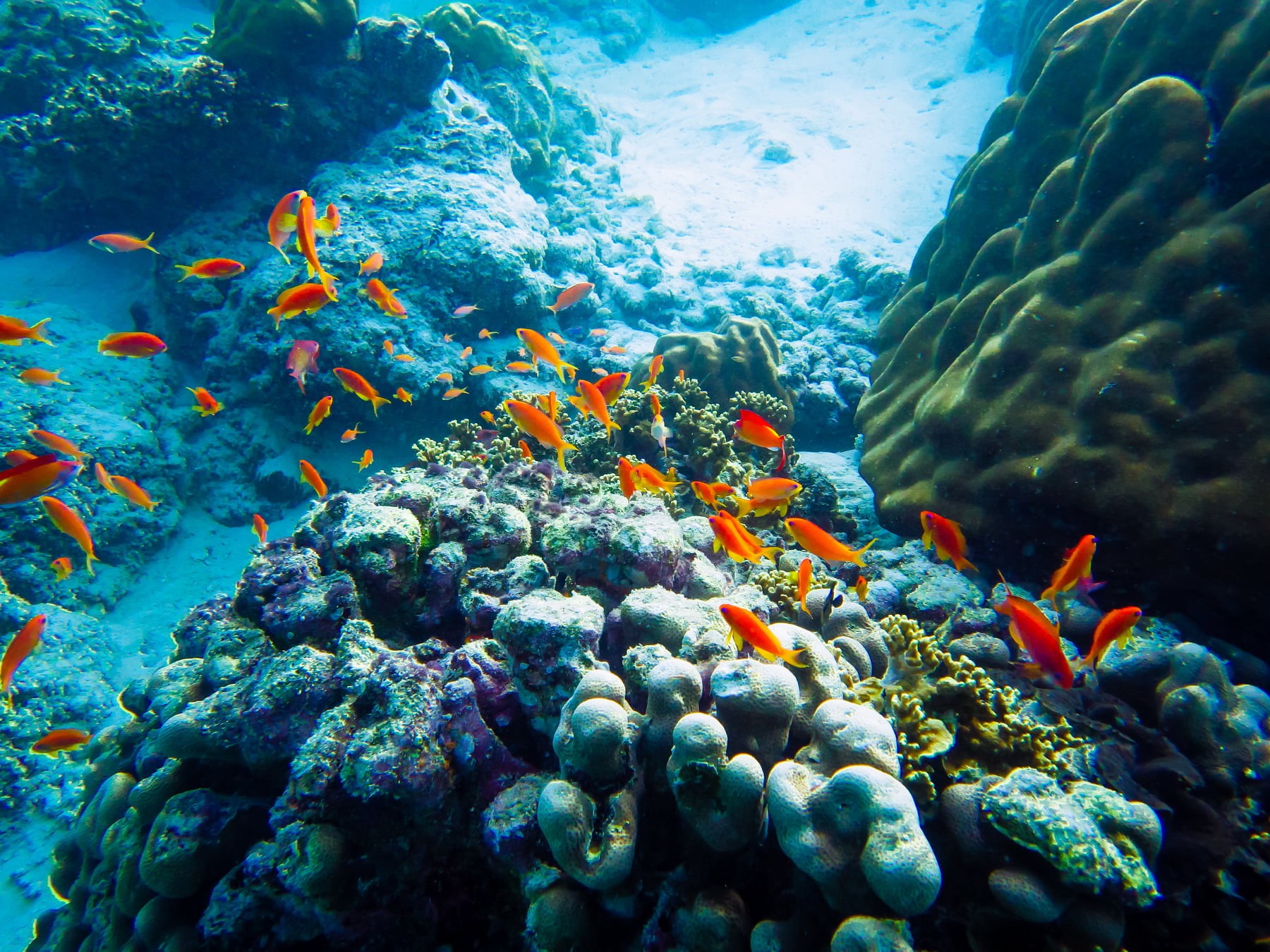 coral, underwater, invertebrate, beauty in nature, orange, vertebrate, animals in the wild, undersea, water, no people, group of animals, animal, ecosystem, HD Wallpaper