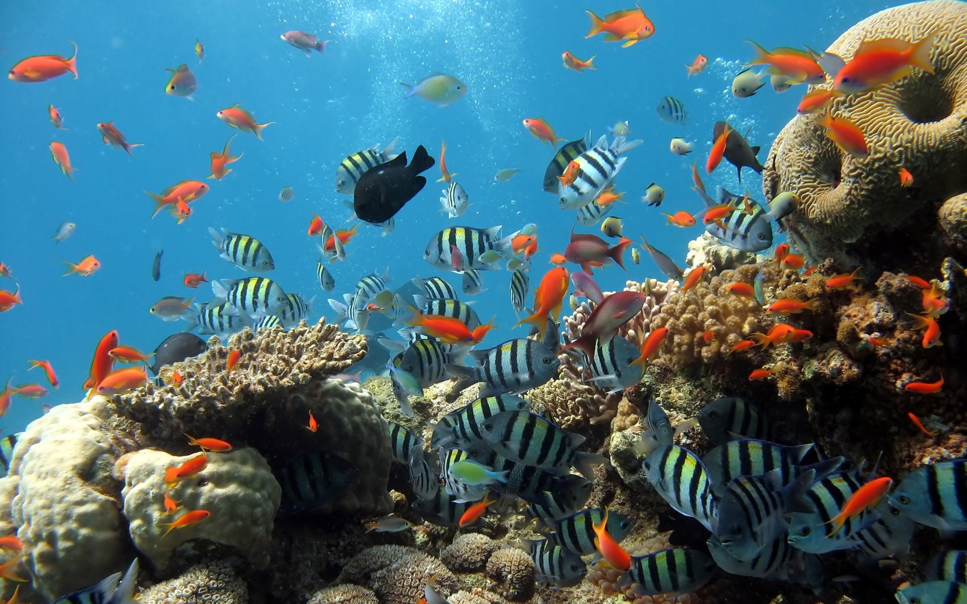 animals, fish, tropical fish, coral, 1080P, sea life, nature, underwater, HD Wallpaper