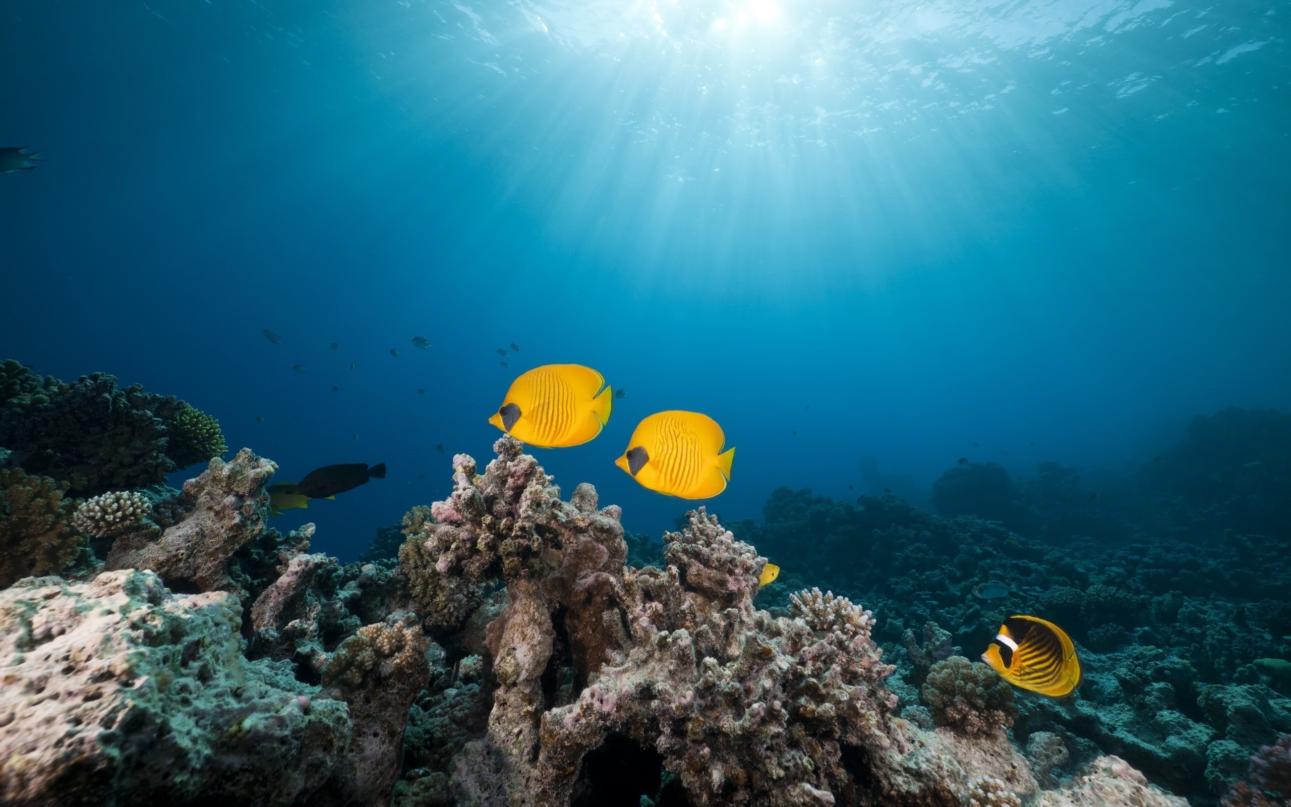 animals in the wild, sunlight, 2K, marine, tropical fish, beauty in nature, animal themes, water, fish, no people, animal, ecosystem, underwater, animals, HD Wallpaper