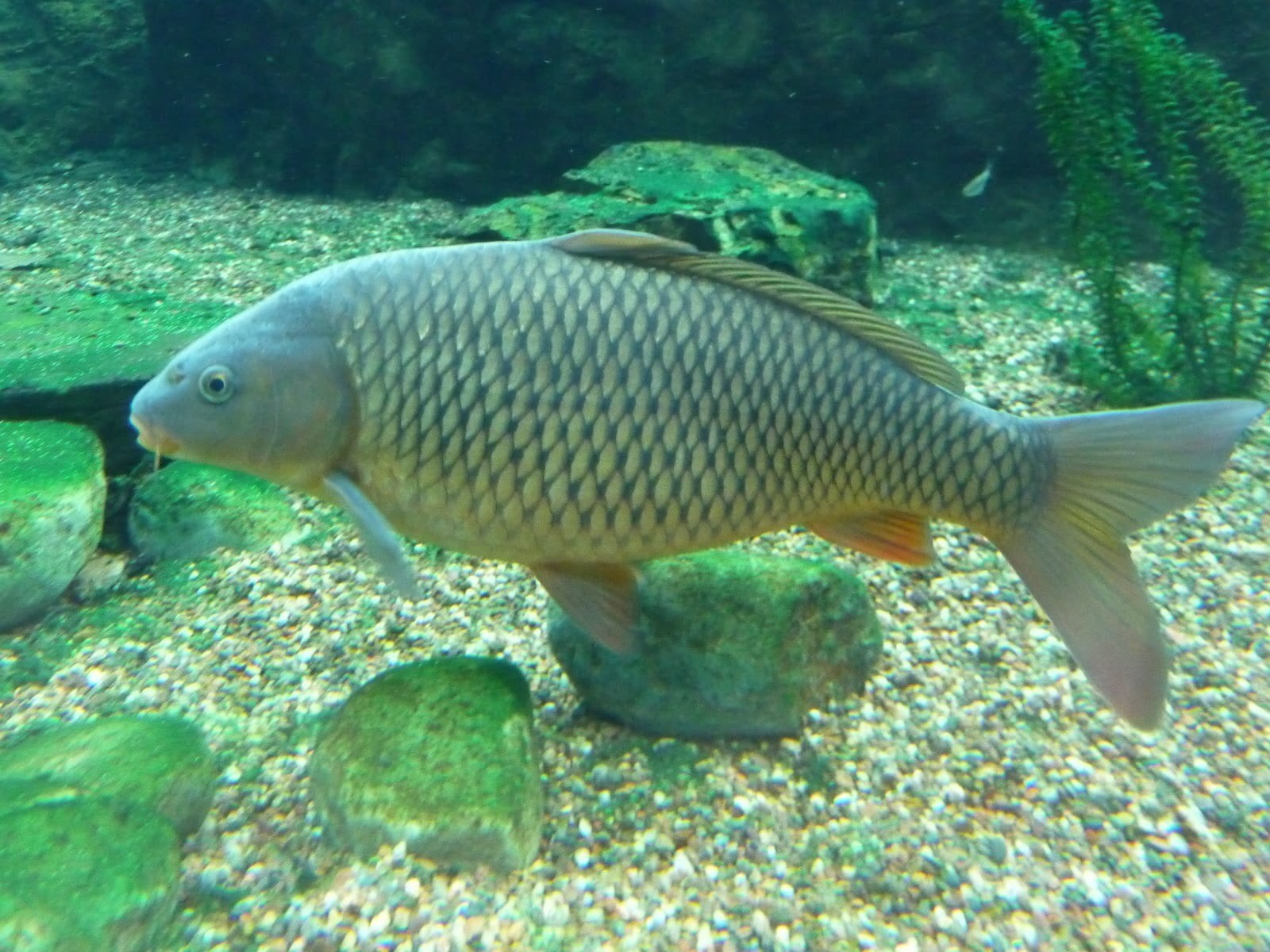 water, animals, underwater, grey, sea life, vertebrate, fish, 720P, marine, carp, one animal, animals in the wild, close-up, nature, tank, school of fish, HD Wallpaper
