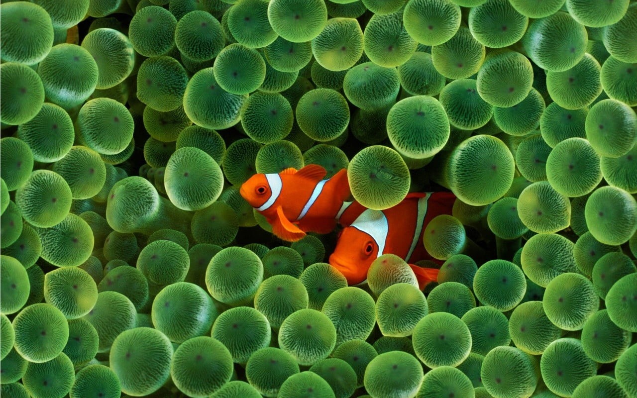 underwater, nature, one animal, animal themes, sea, swimming, sea life, 720P, no people, two, water, clownfish, vertebrate, white, animals, orange color, HD Wallpaper